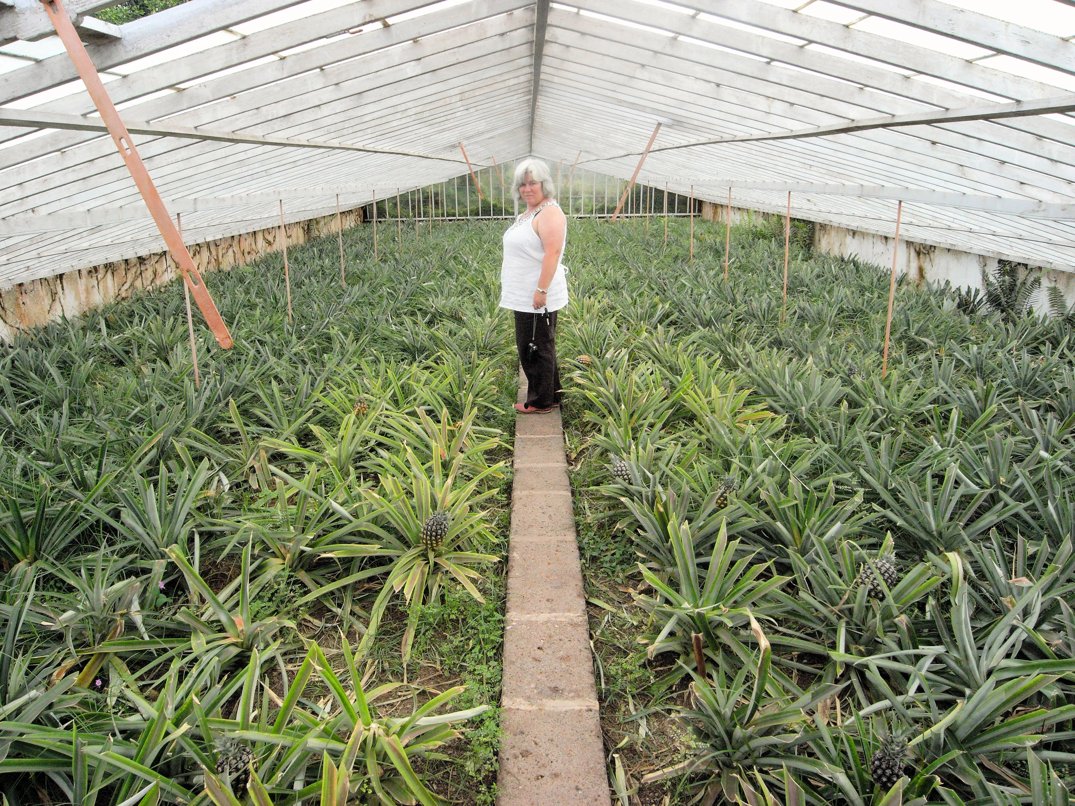Pineapple Plantation, Faja de Baixo, Azores, Portugal — photo by Jim Bennett