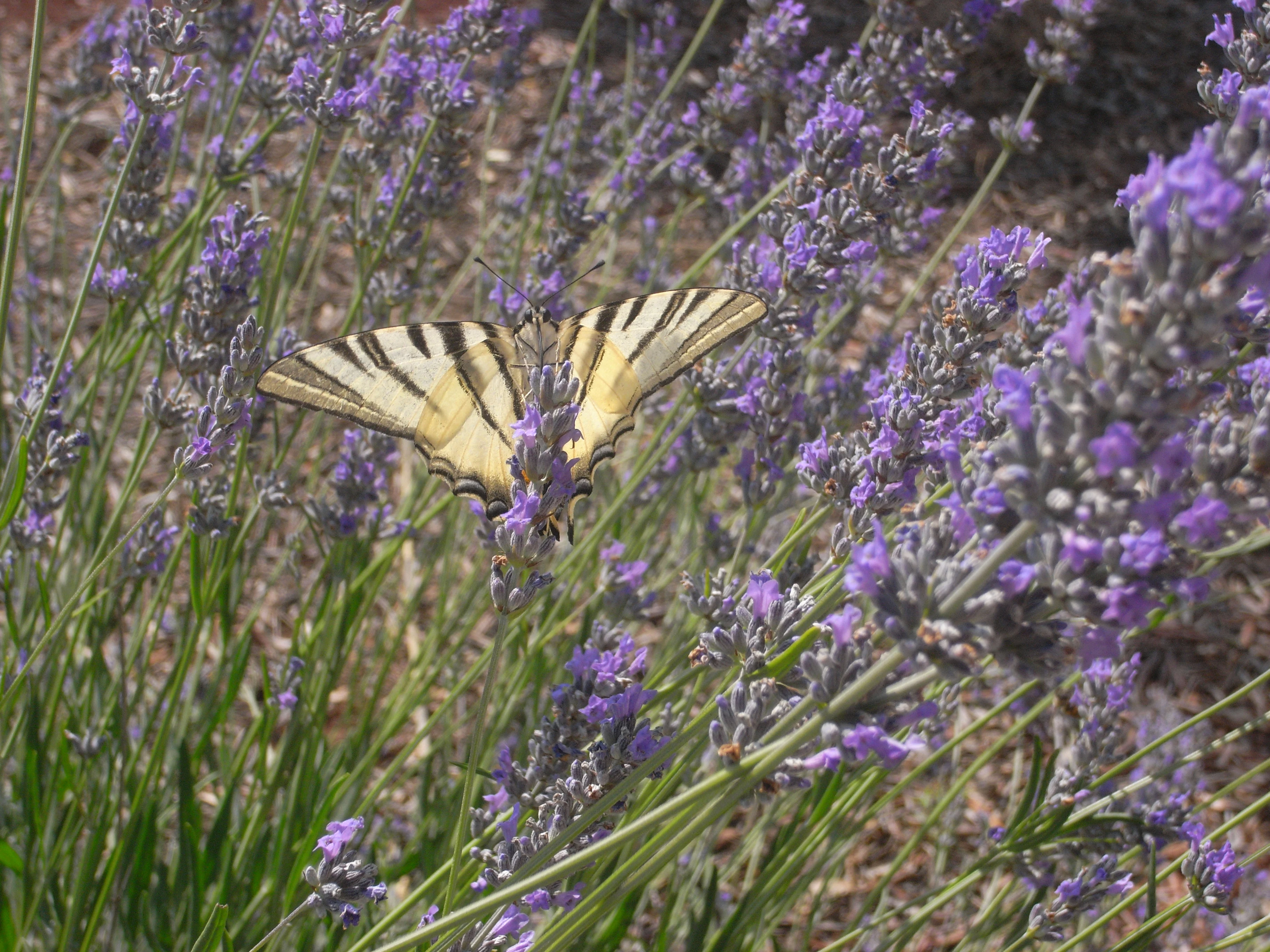 Scarce Swallowtail, Italy — photo by Jim Bennett