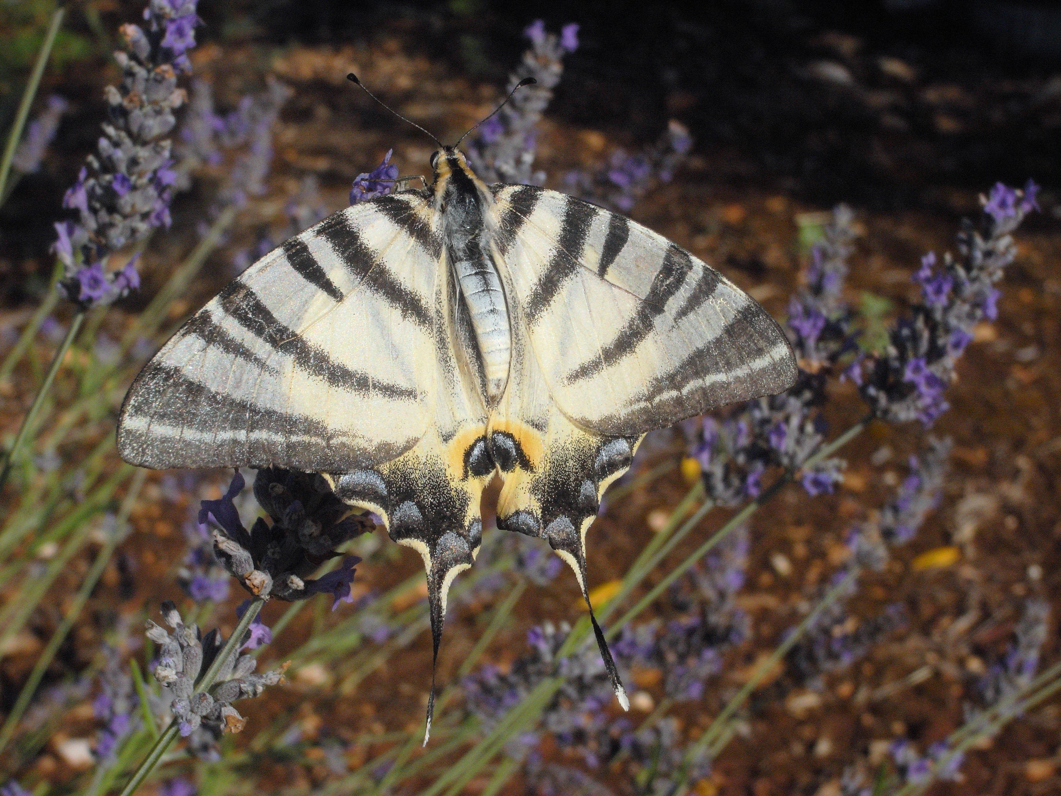 Scarce Swallowtail, Italy — photo by Jim Bennett