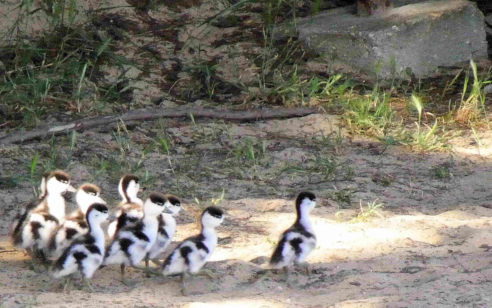 Shelduck chicks, France — photo by Jim Bennett