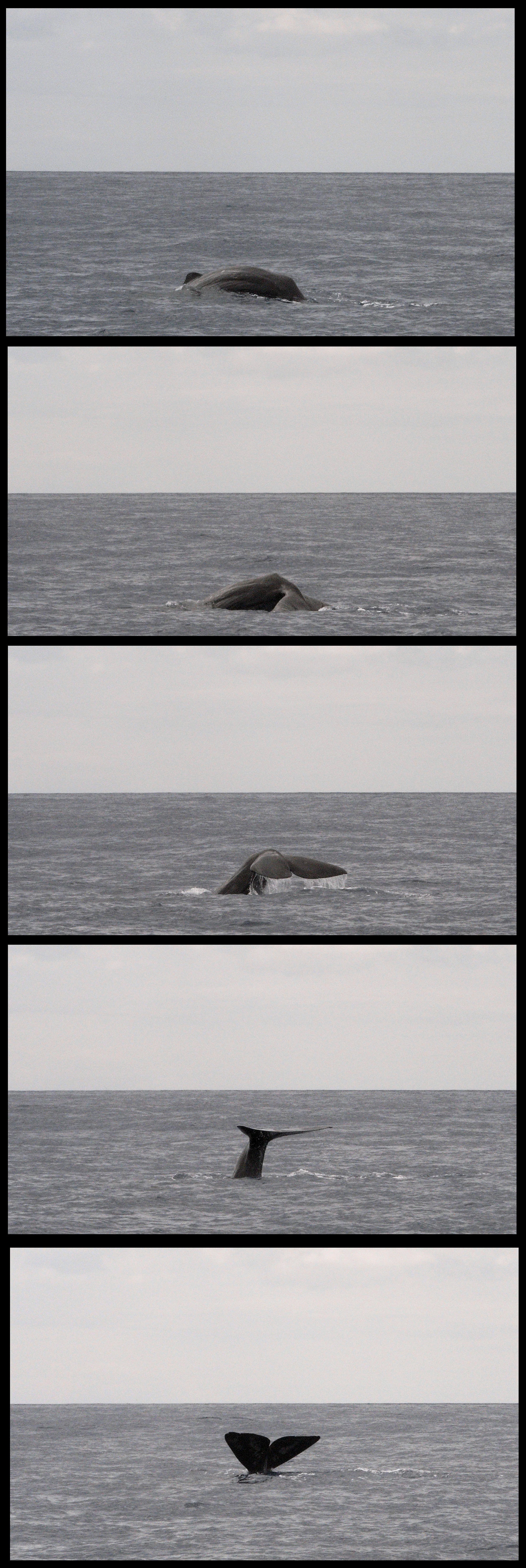 Sperm Whale, off Villa Franco, Azores, Portugal — photo by Jim Bennett