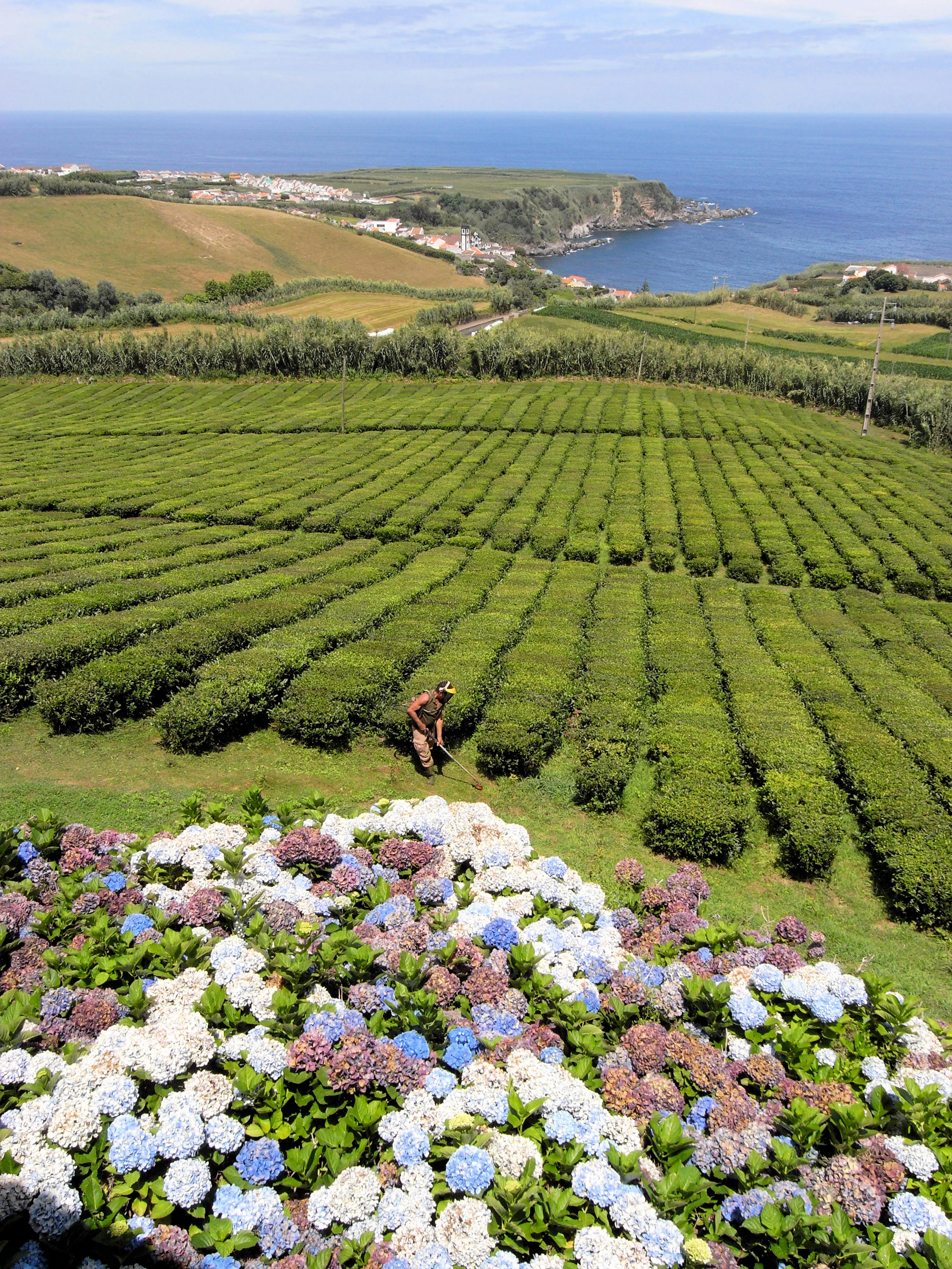 Tea3, Porto Formosa tea plantation, Azores, Portugal — photo by Jim Bennett