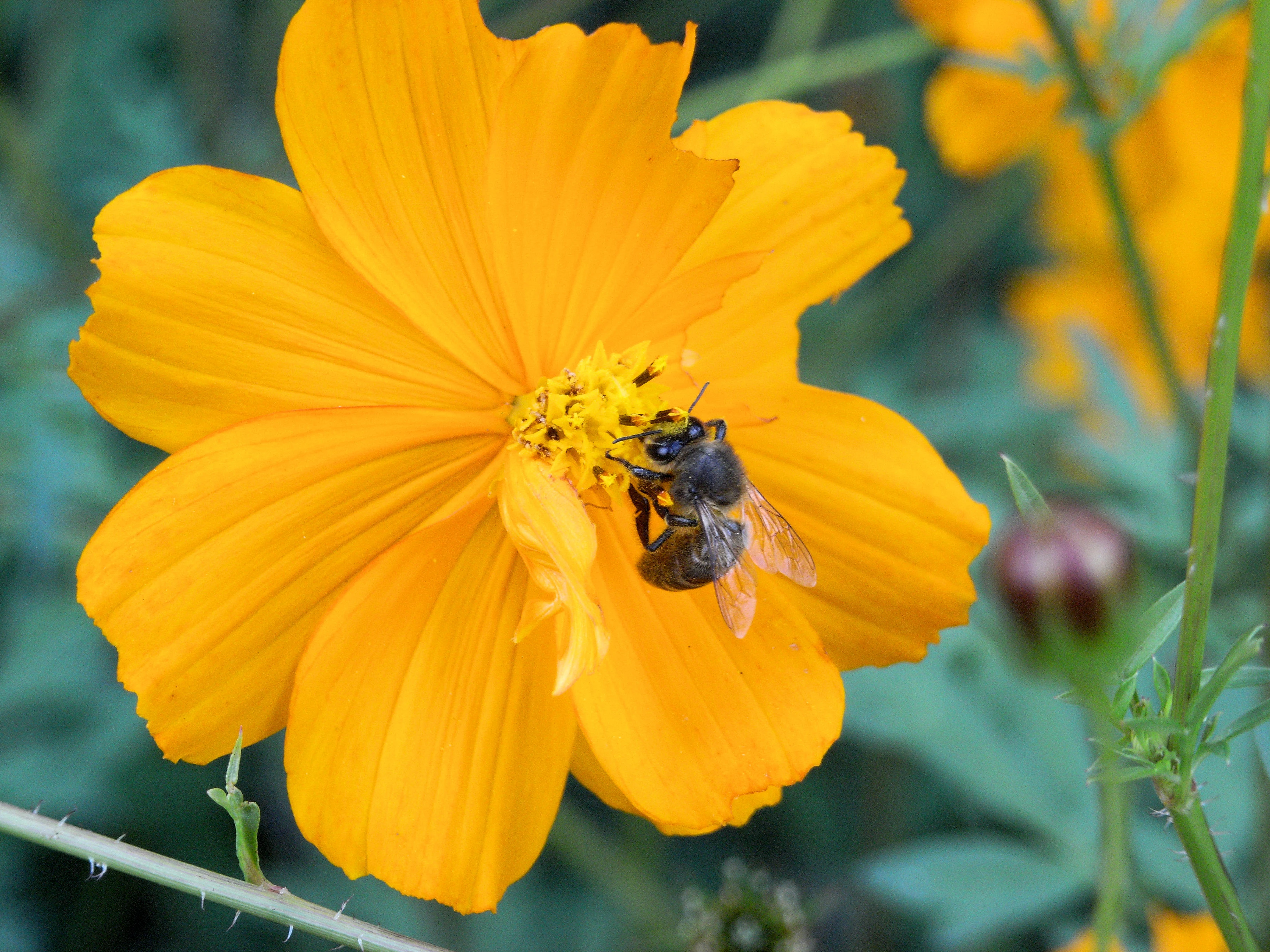 Bee, Terra Nostra gardens, Furnas, Azores, Portugal — photo by Jim Bennett