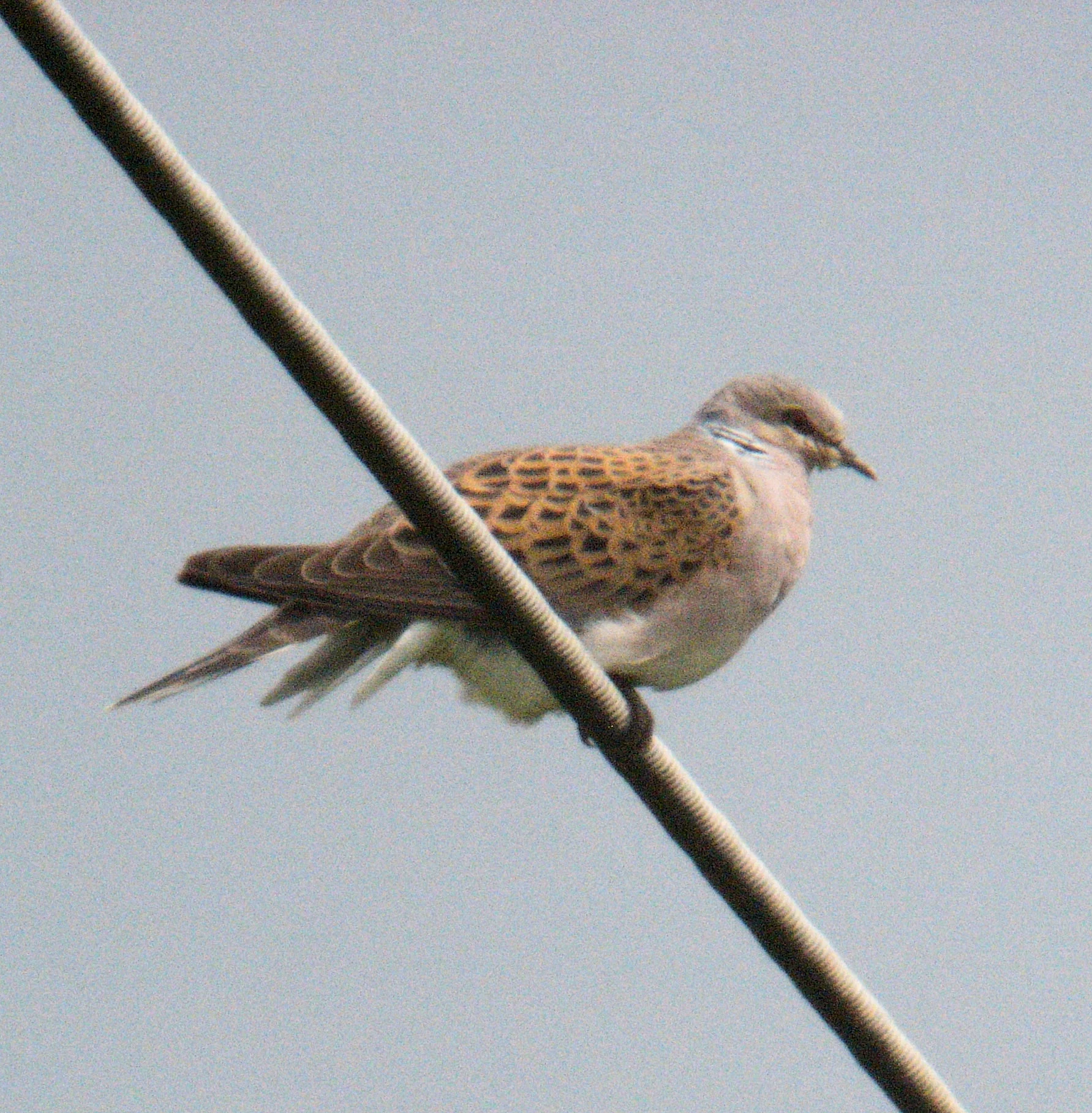 Turtle Dove, France — photo by Jim Bennett