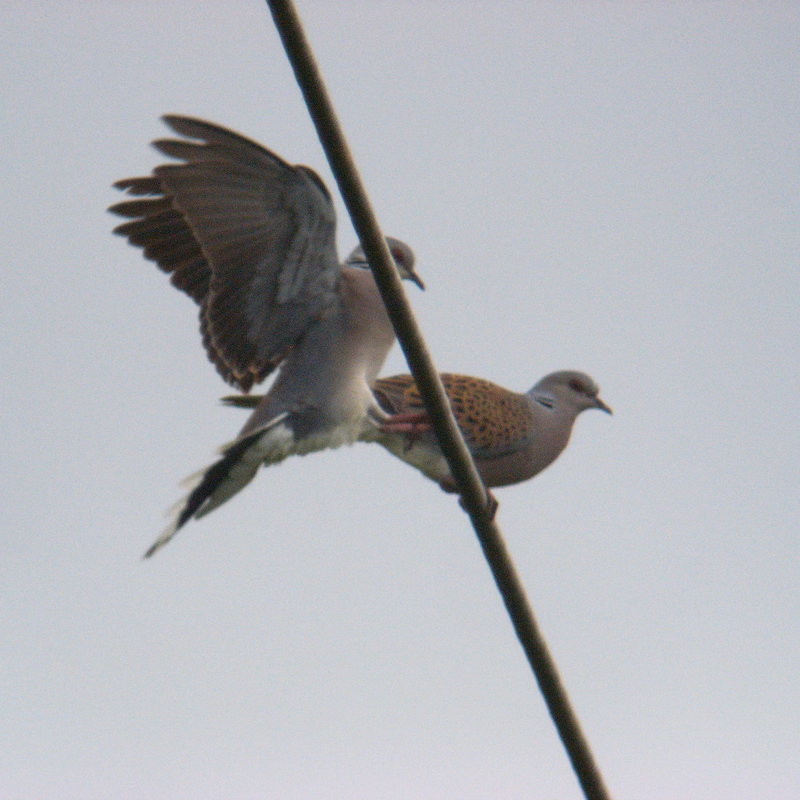 Turtle Doves, France — photo by Jim Bennett