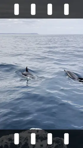 Common Dolphins, Falmouth, Cornwall, UK — photo by Orlando Prugel-Bennett