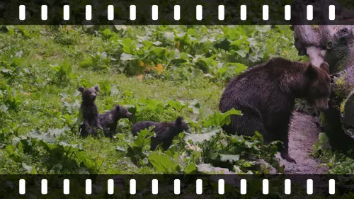 Brown Bear and Cubs, Transylvania, Romania — photo by Orlando Prugel-Bennett