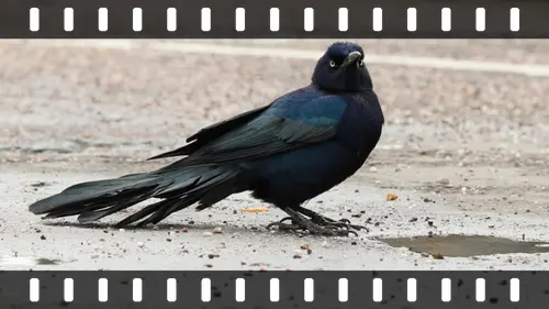 Boat-Tailed Grackle, Calshot, Hampshire, UK — photo by Orlando Prugel-Bennett