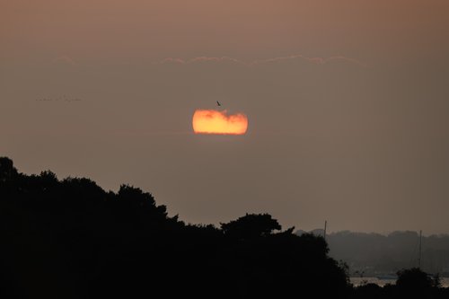 Photo from Birds of Poole Harbour