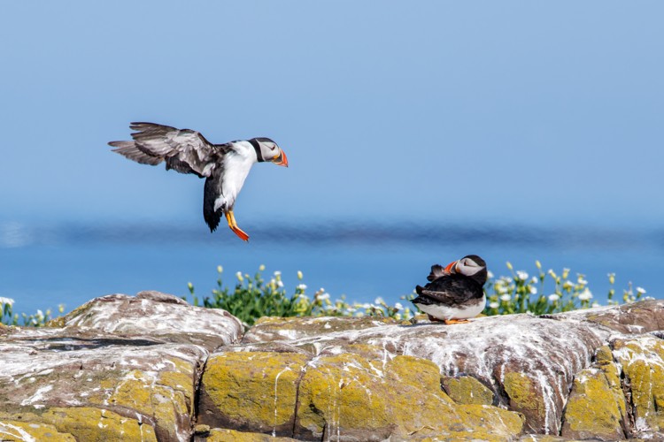 Photo from May 2025 - Farne Islands