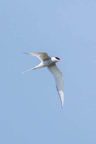 Bird Photography