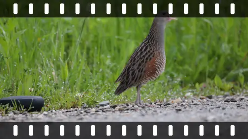 Corncrake, Transylvania, Romania — photo by Orlando Prugel-Bennett