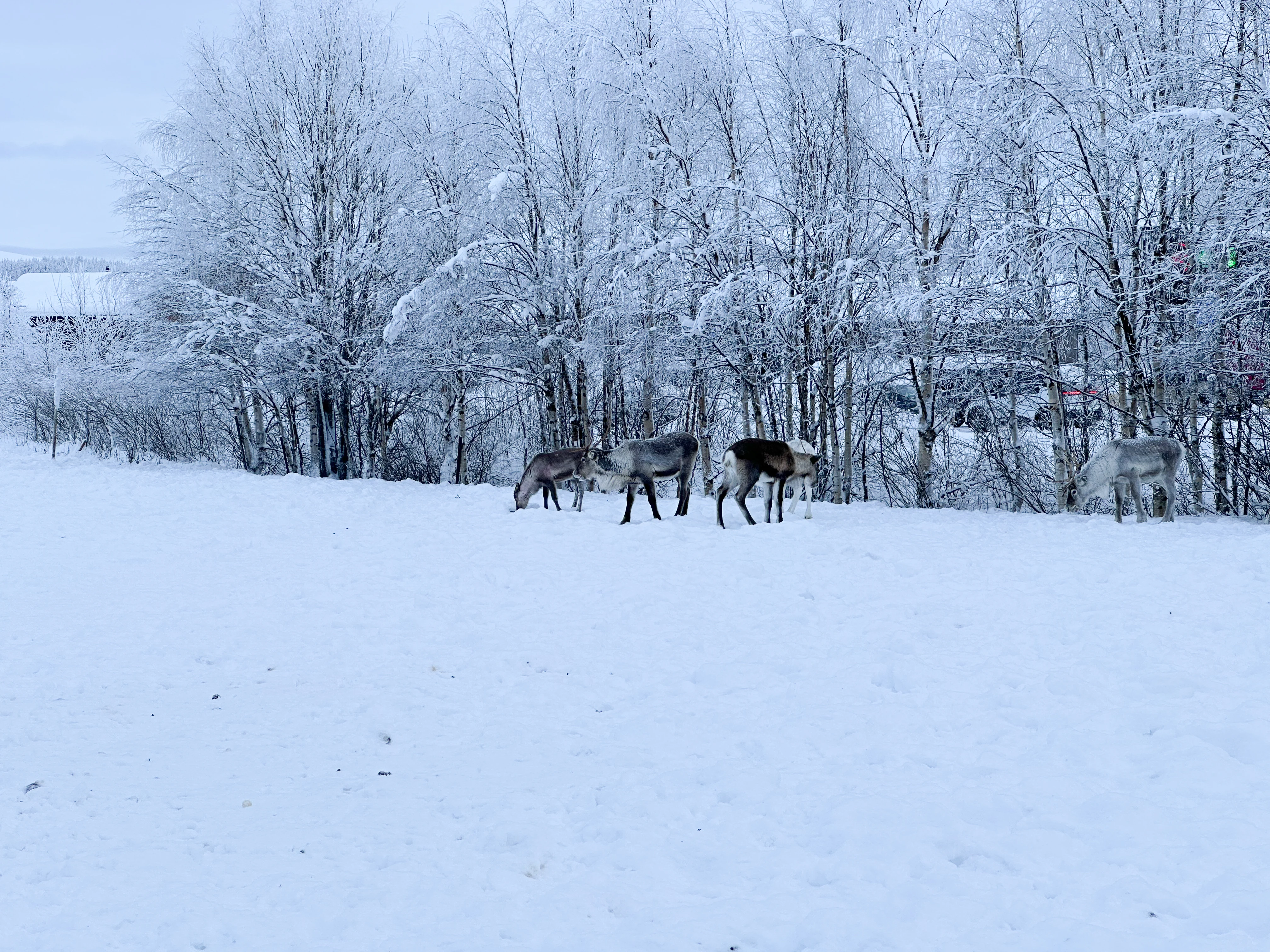 Reindeer, Ÿllas, Finland — photo by Orlando Prugel-Bennett