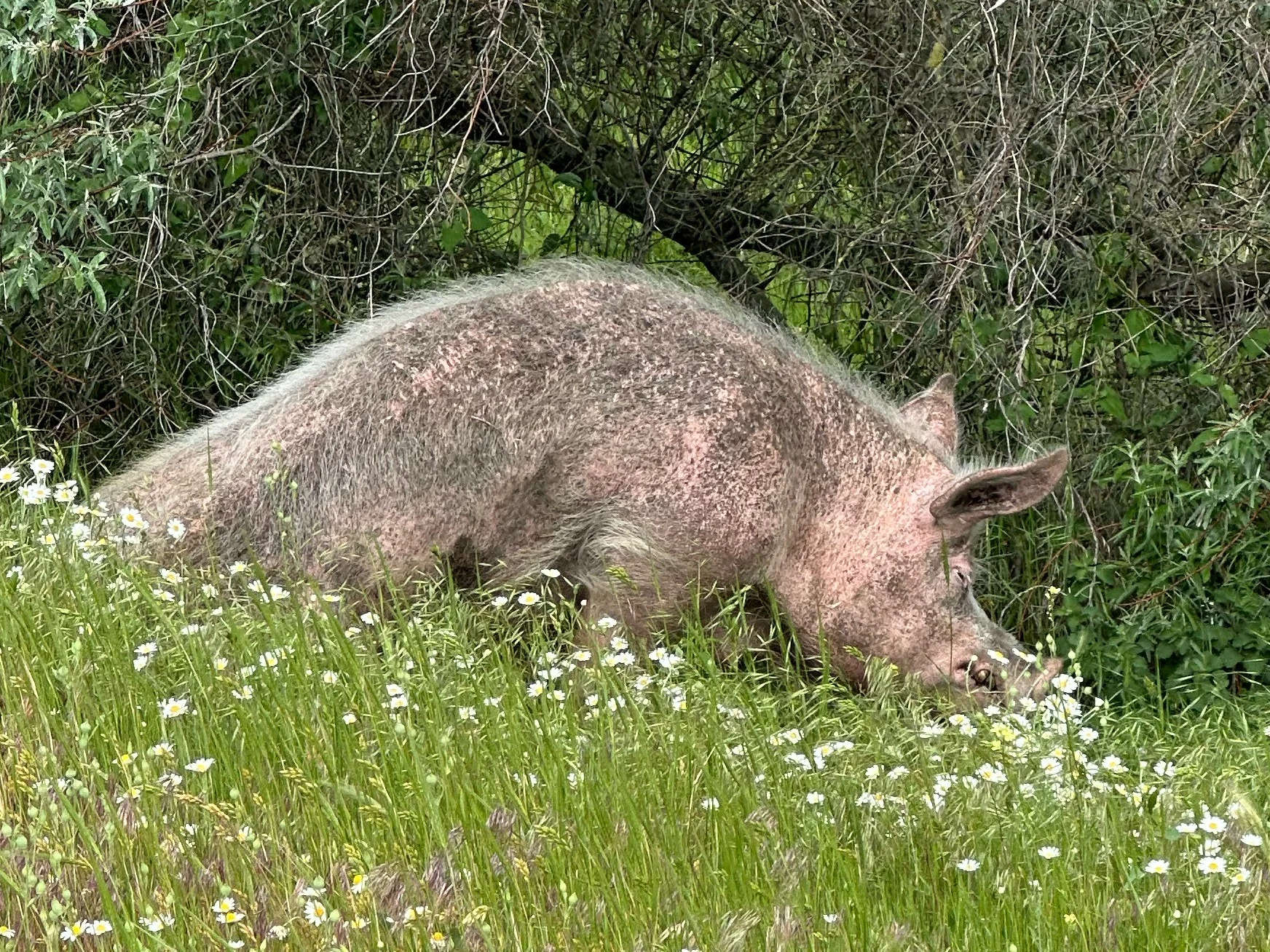 Domestic Pig, Romanian Steppe, Romania — photo by Orlando Prugel-Bennett