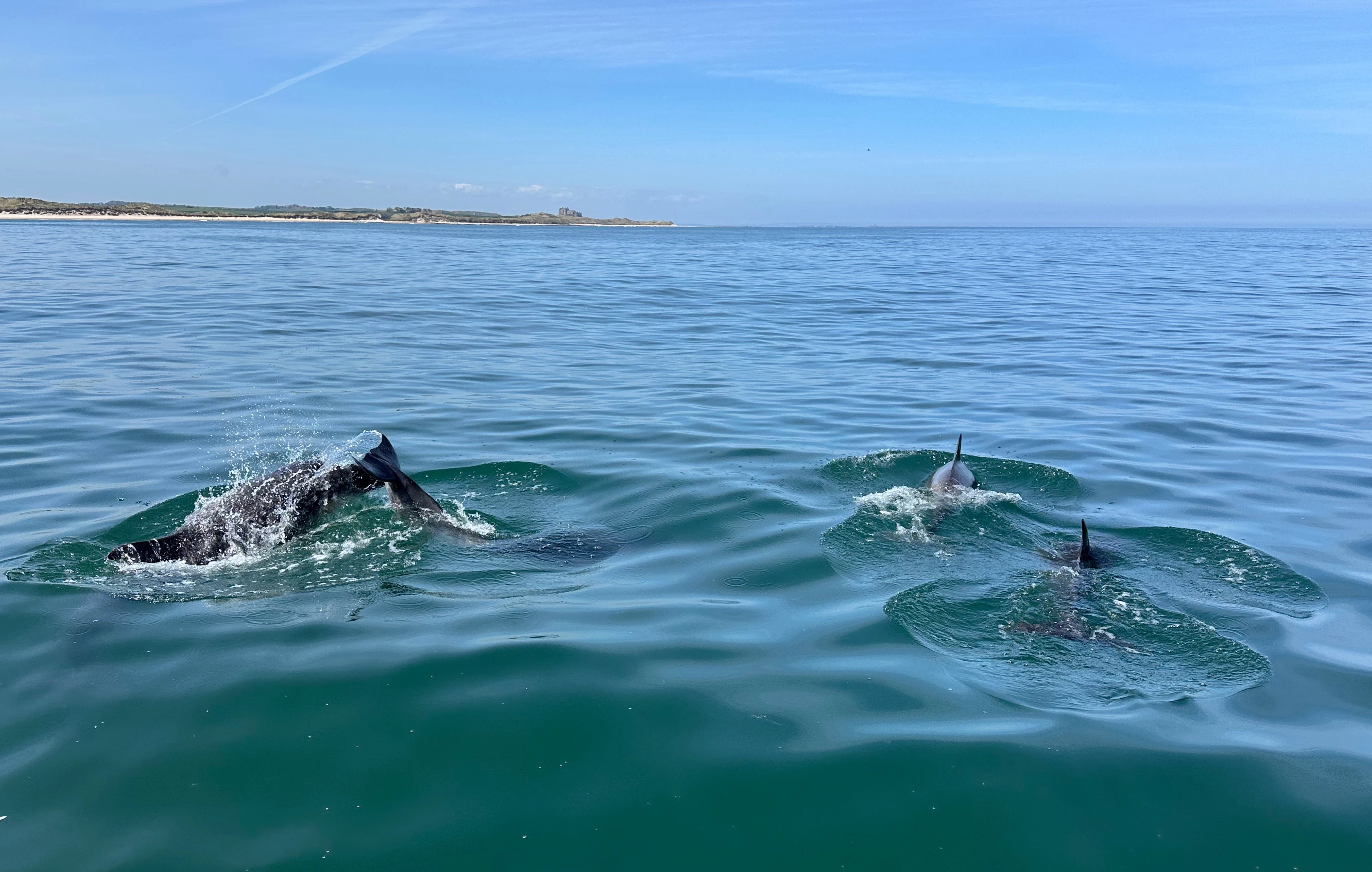 Bottlenose-Dolphin, Farne Islands, Northumberland, UK — photo by Orlando Prugel-Bennett