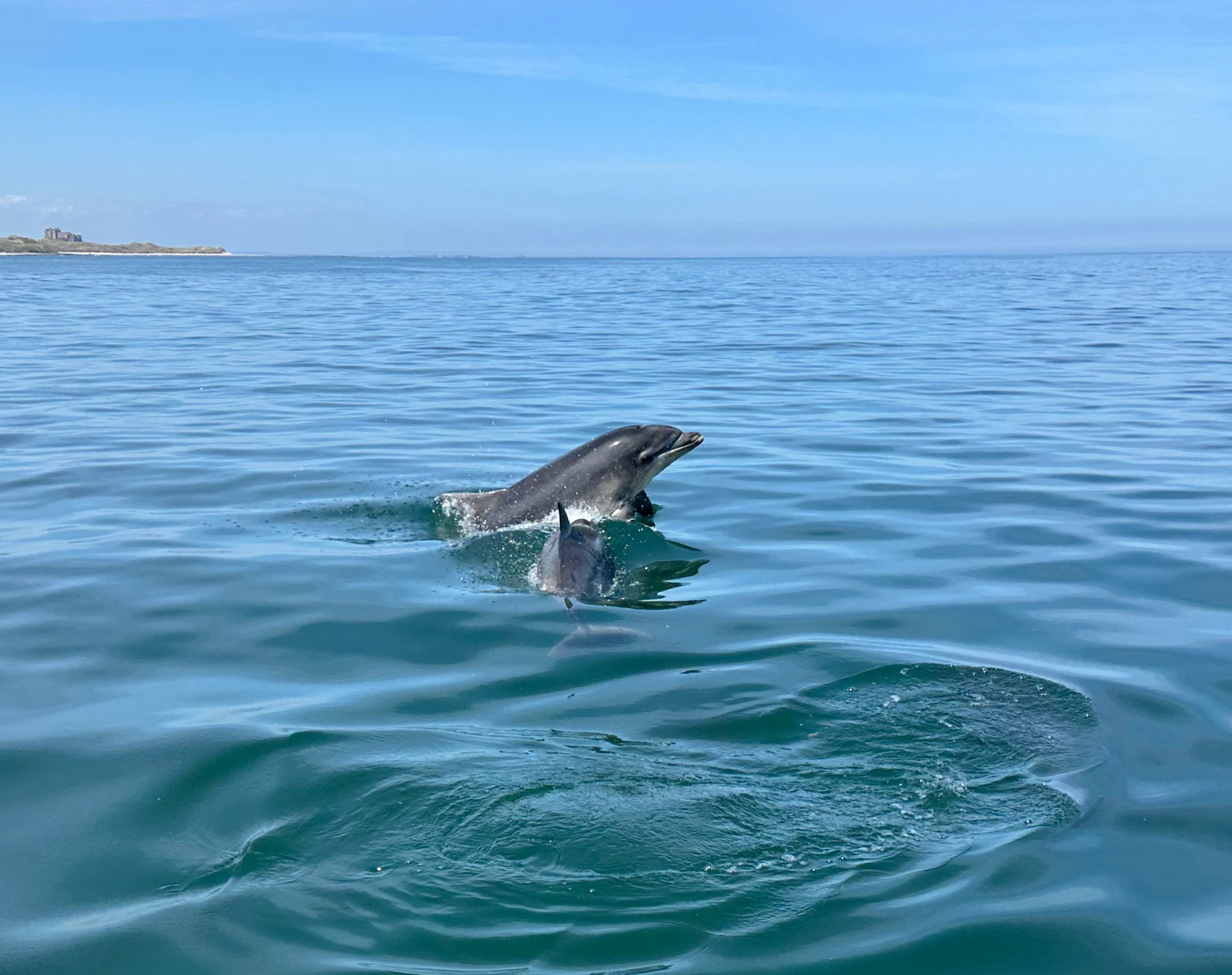 Bottlenose-Dolphin, Farne Islands, Northumberland, UK — photo by Orlando Prugel-Bennett