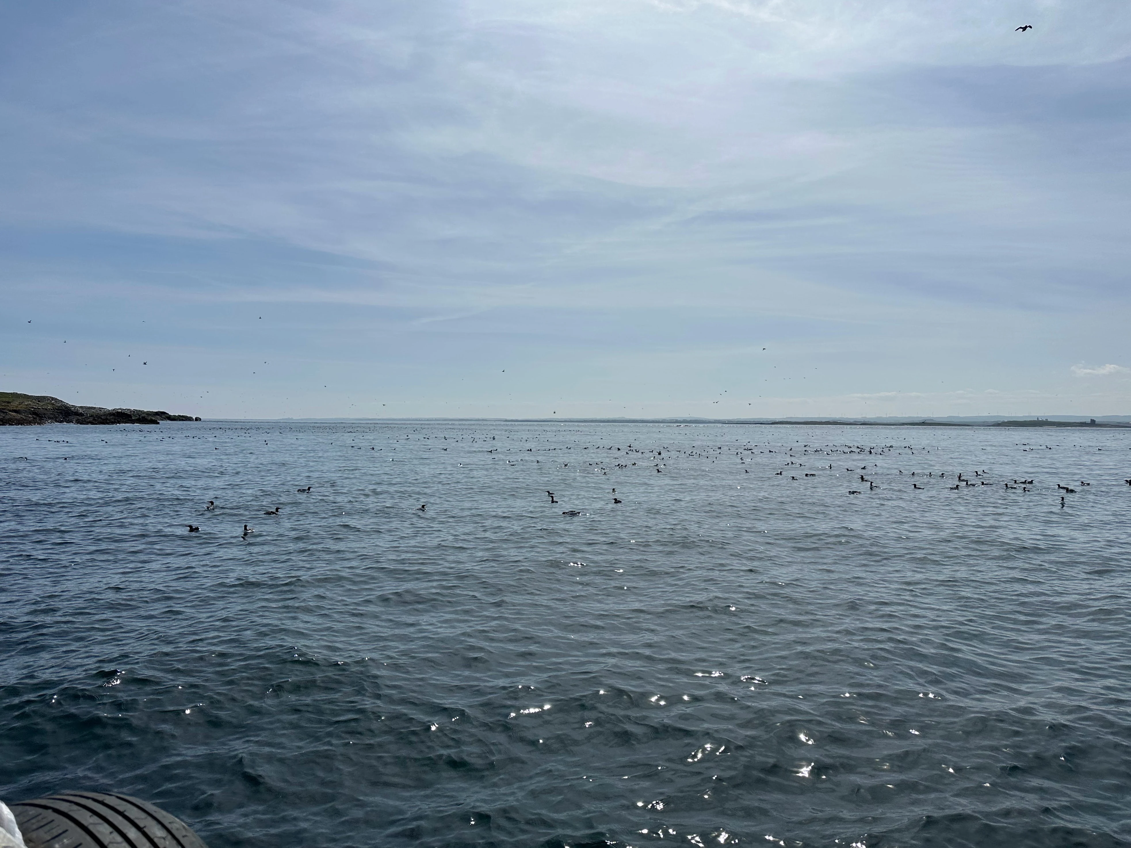 Seabirds, Farne Islands, Northumberland, UK — photo by Orlando Prugel-Bennett