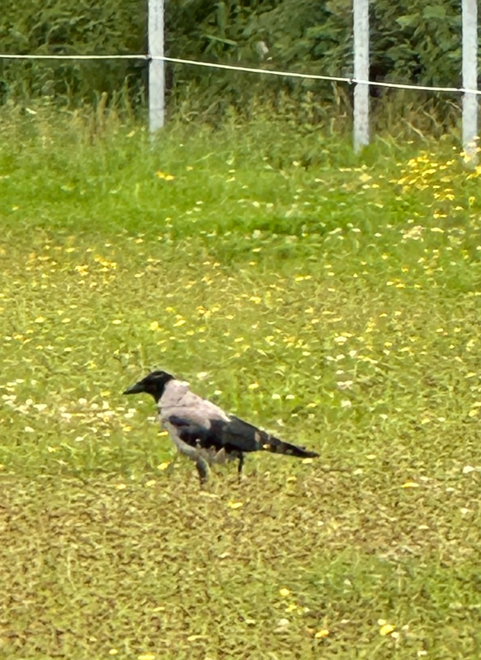 Hooded Crow, Skanderborg, Denmark — photo by Orlando Prugel-Bennett