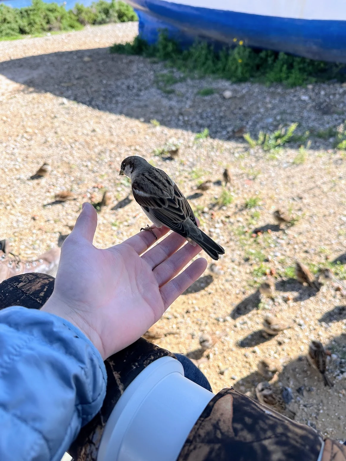 House Sparrow on my hand, Tabarca, Alicante, Spain — photo by Orlando Prugel-Bennett