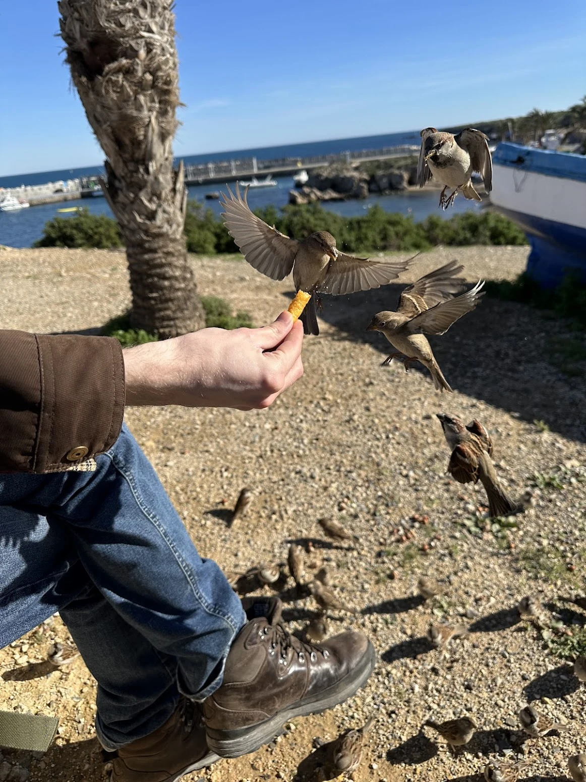 House Sparrows being fed by John, Tabarca, Alicante, Spain — photo by Orlando Prugel-Bennett