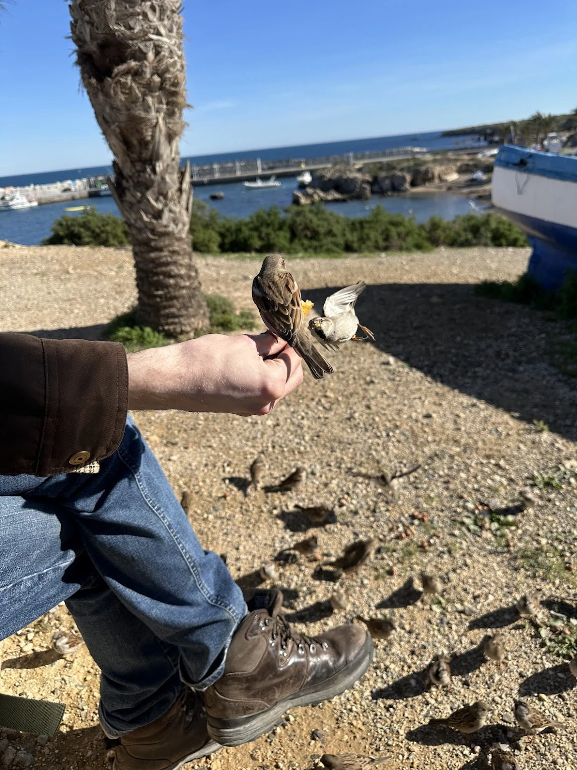 House Sparrow on John, Tabarca, Alicante, Spain — photo by Orlando Prugel-Bennett