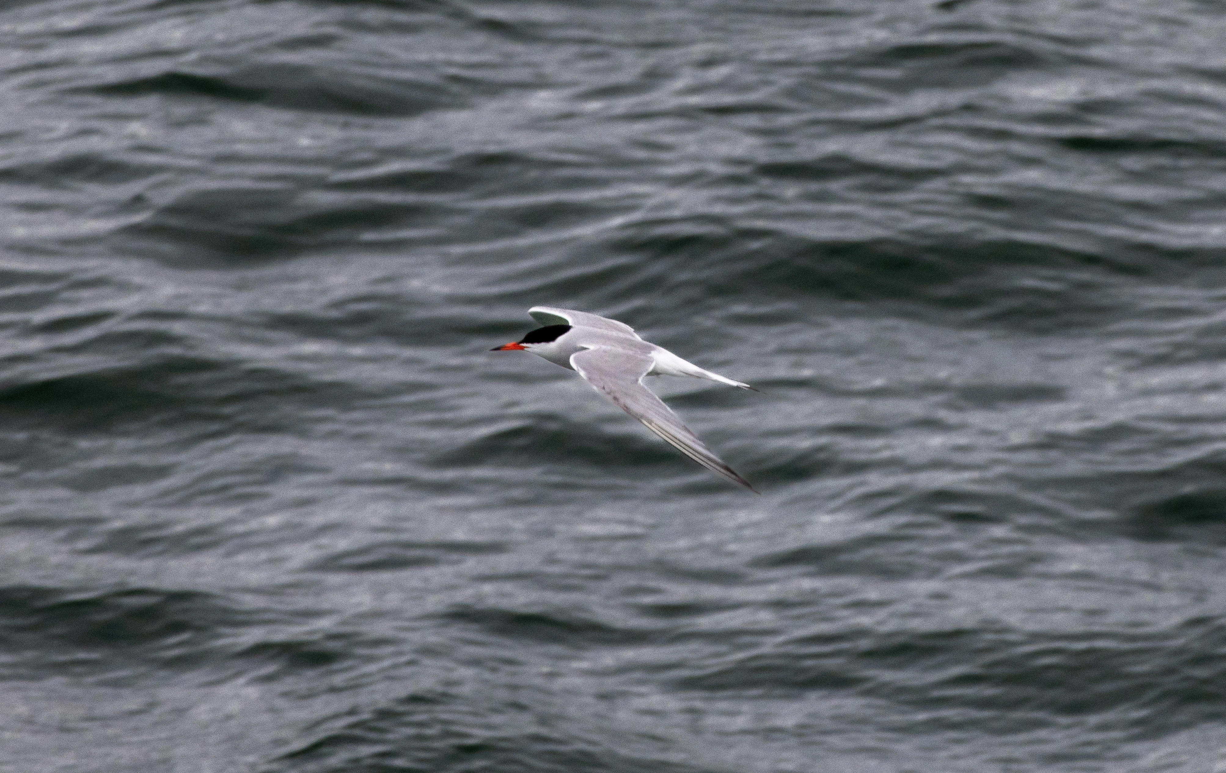 Common Tern, Isle of Wight, UK — photo by Orlando Prugel-Bennett