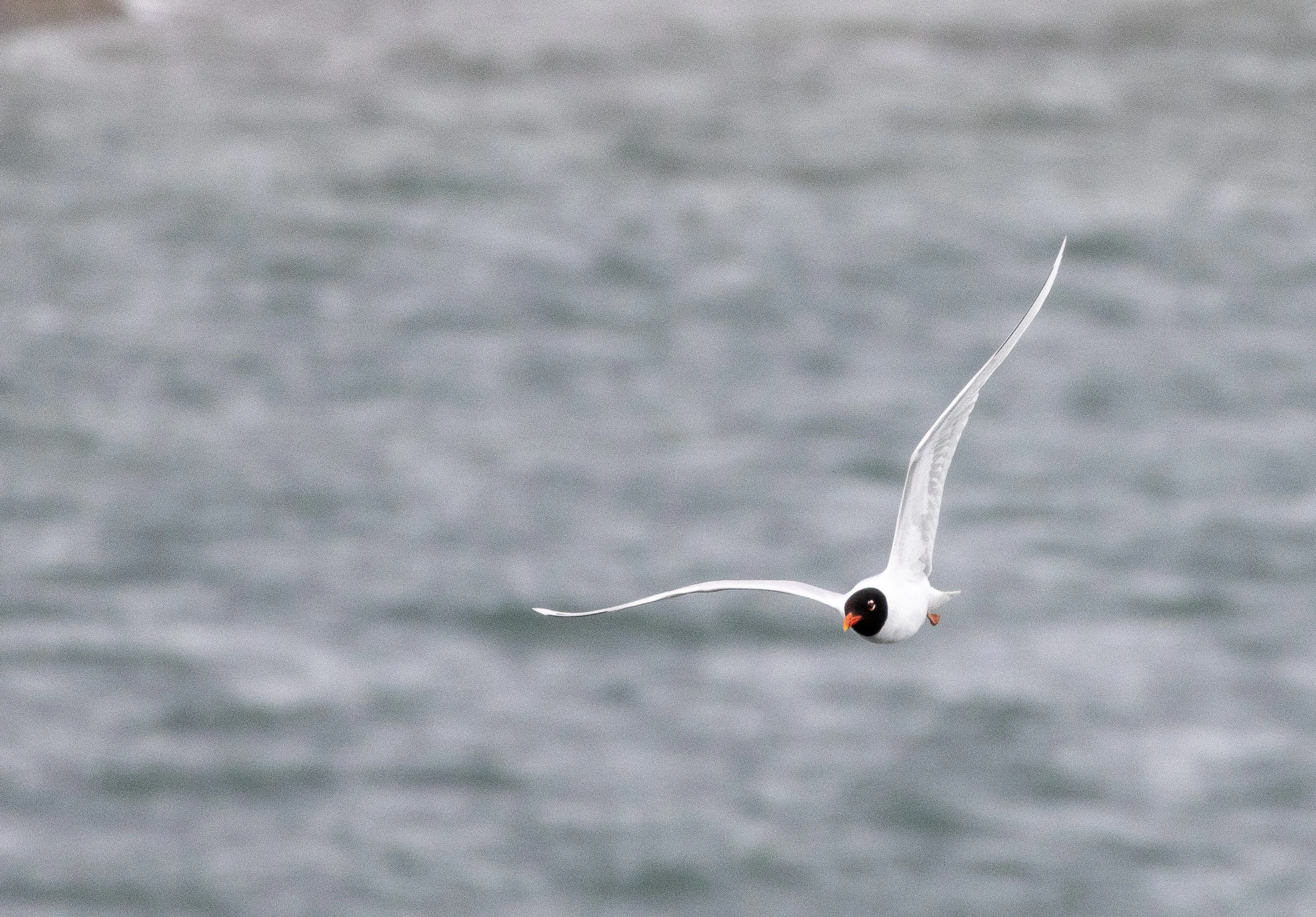 Common Tern, Isle of Wight, UK — photo by Orlando Prugel-Bennett