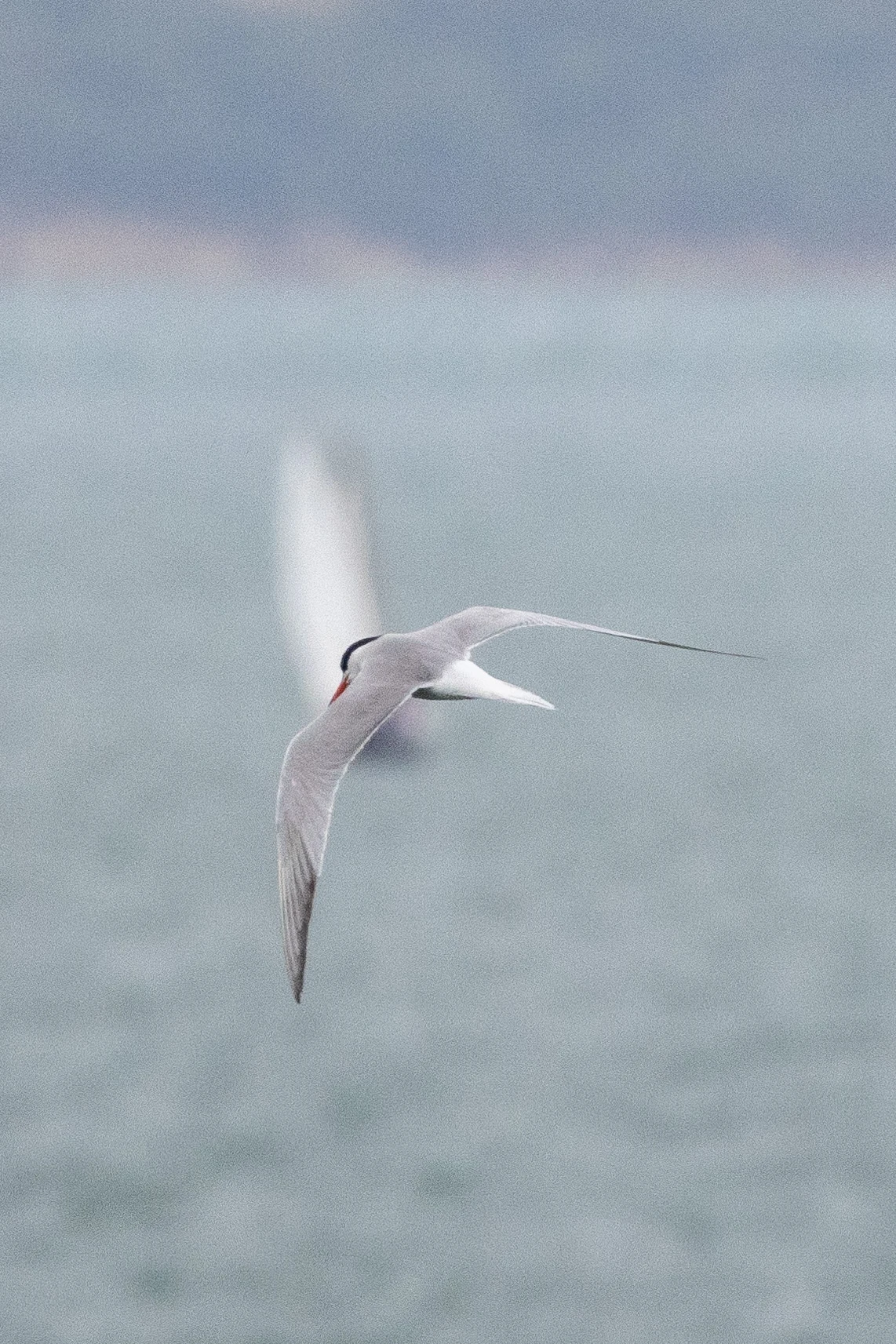 Common Tern in flight, UK — photo by Orlando Prugel-Bennett