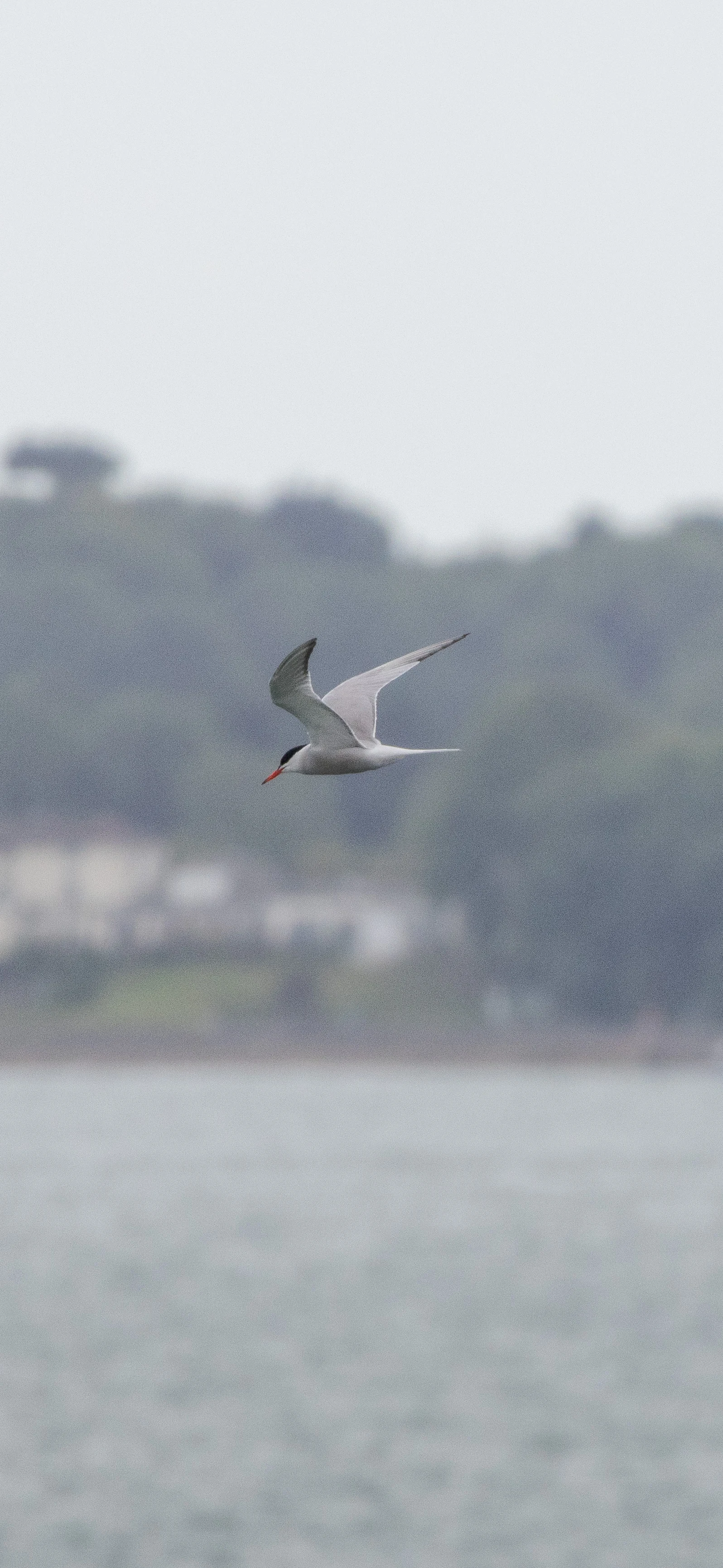 Common Tern, Isle of Wight, UK — photo by Orlando Prugel-Bennett
