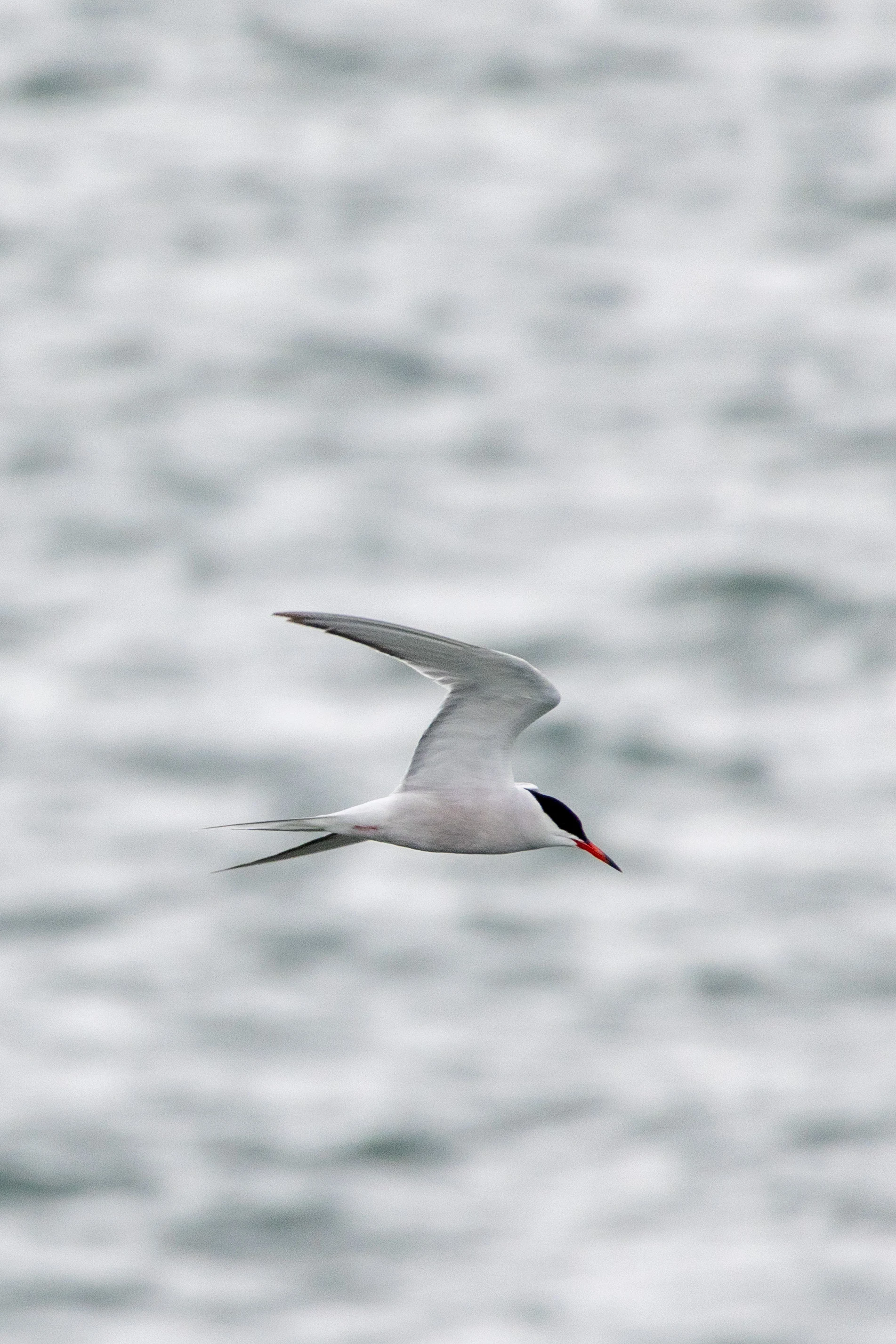 Common Tern, Isle of Wight, UK — photo by Orlando Prugel-Bennett