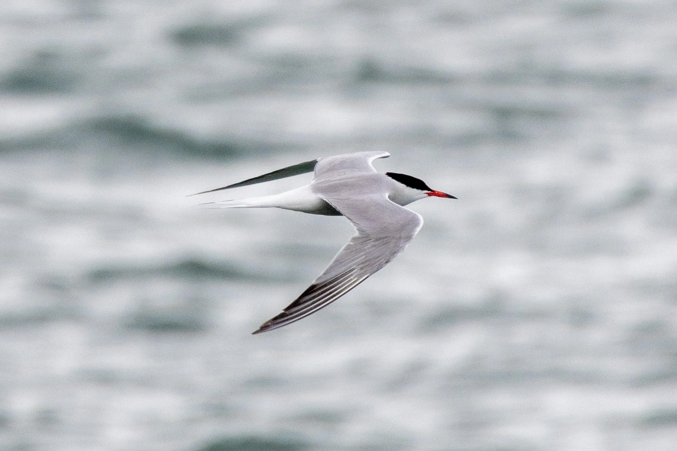 Common Tern, Isle of Wight, UK — photo by Orlando Prugel-Bennett