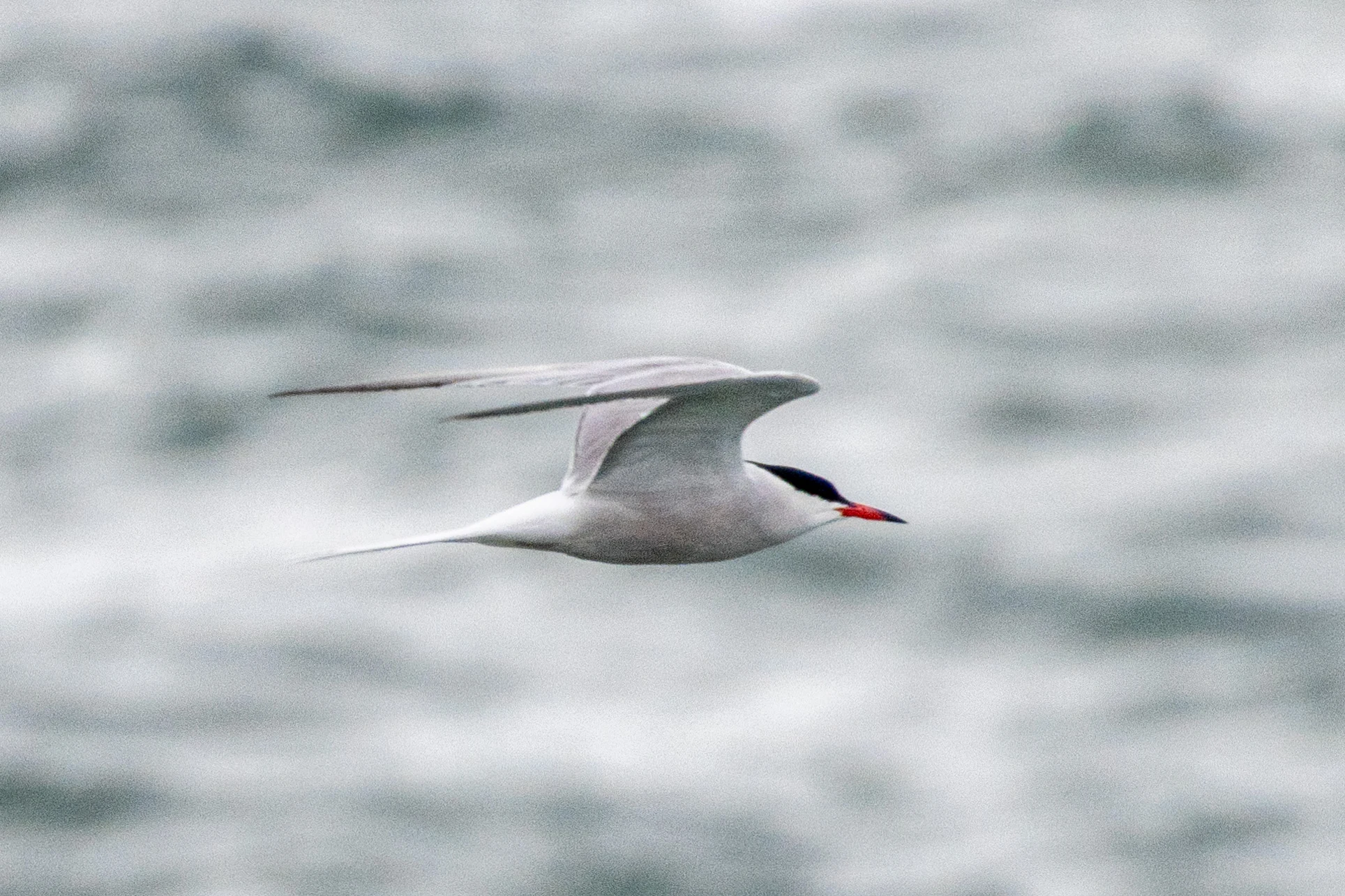 Common Tern, Isle of Wight, UK — photo by Orlando Prugel-Bennett