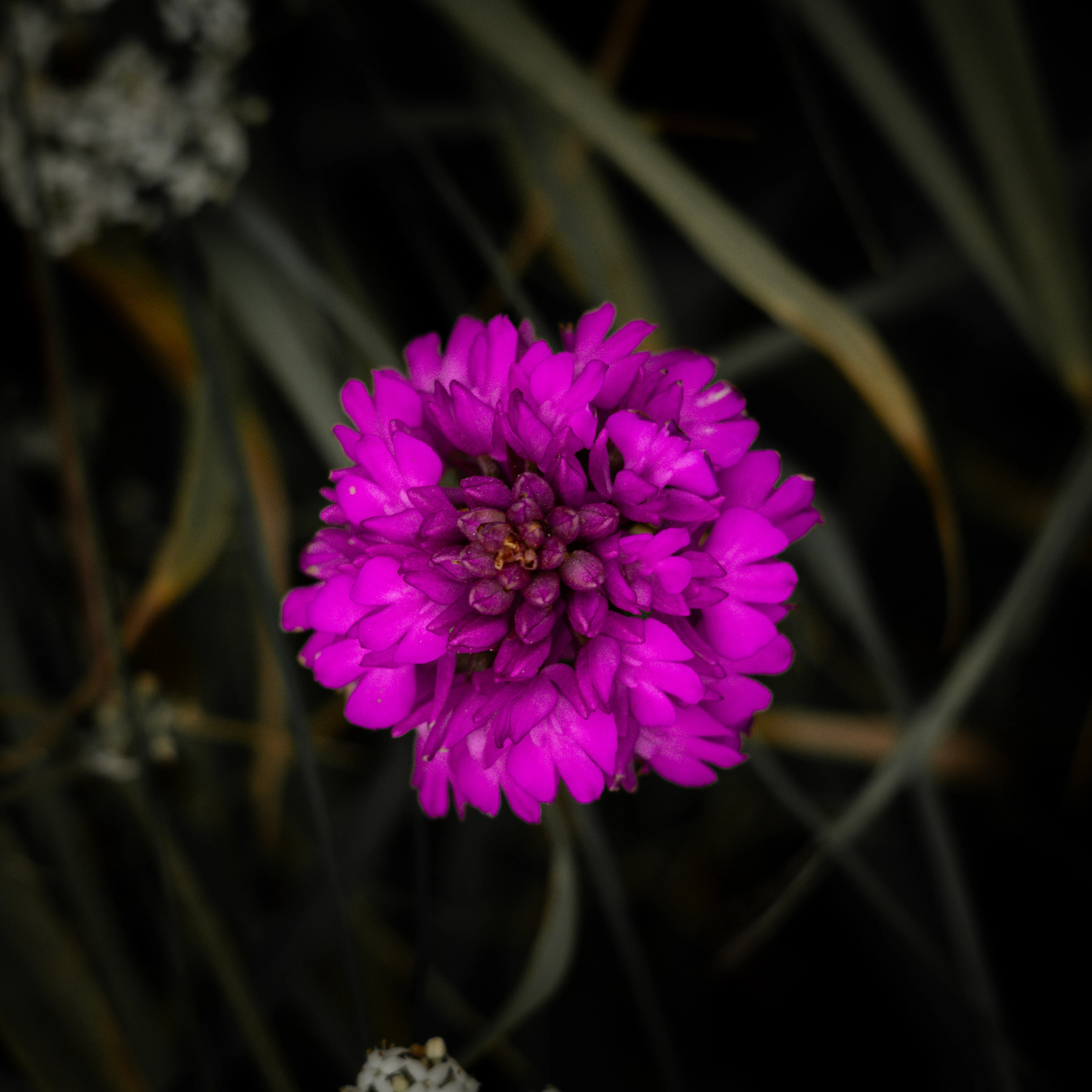 Pyramidal orchid, Isle of Wight, UK — photo by Orlando Prugel-Bennett