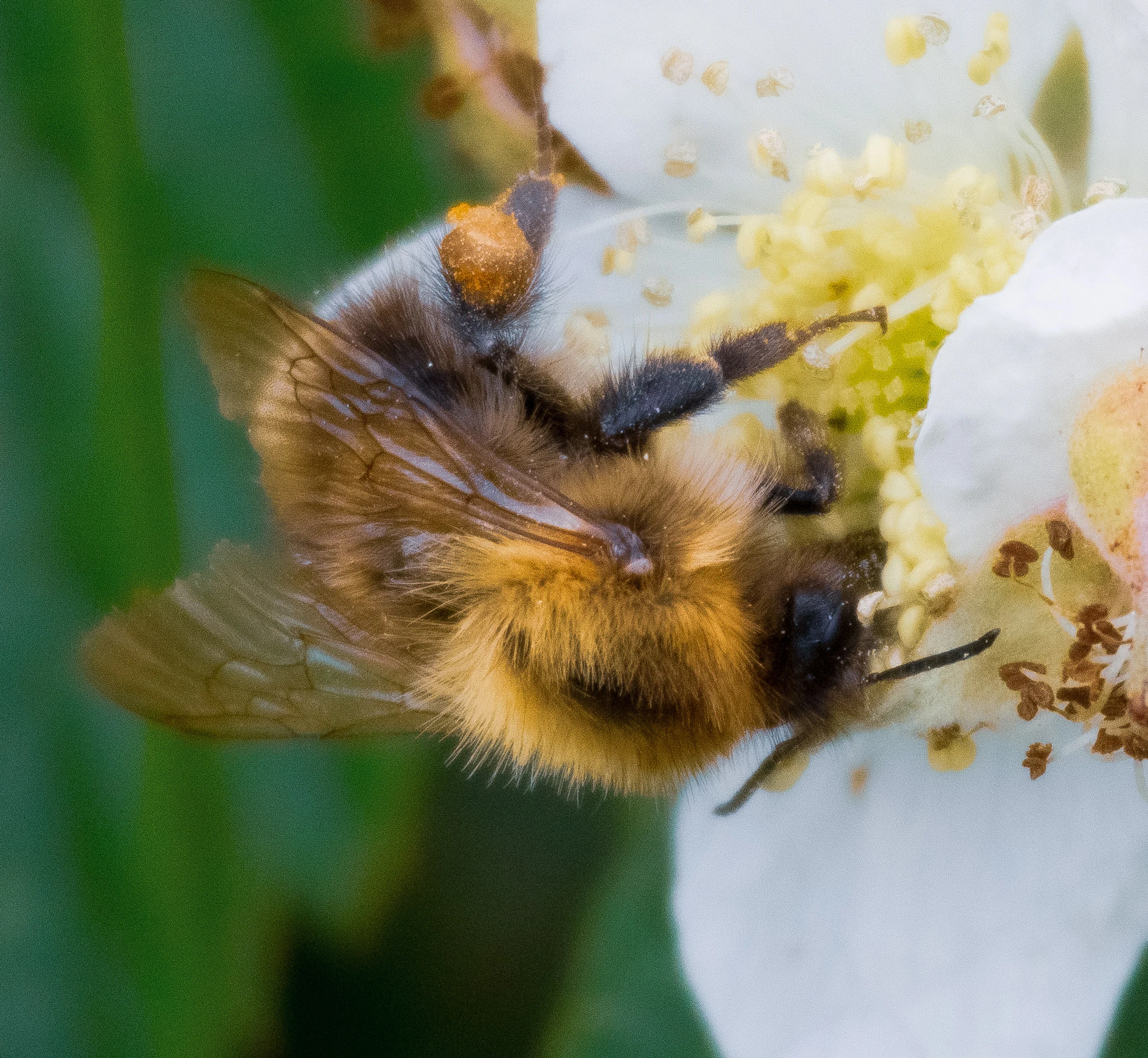 Early Bumblebee on Wild Rose, Isle of Wight, UK — photo by Orlando Prugel-Bennett