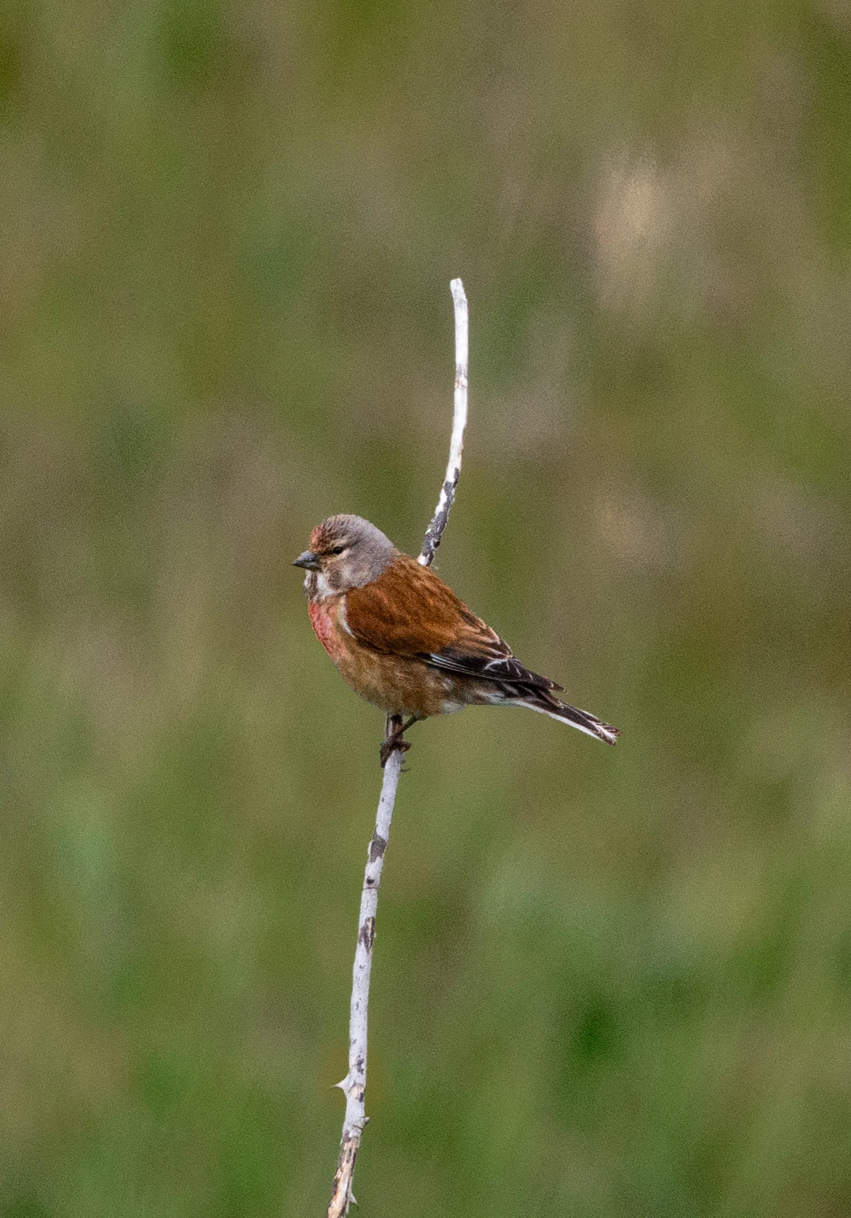 Linnet, Isle of Wight, UK — photo by Orlando Prugel-Bennett