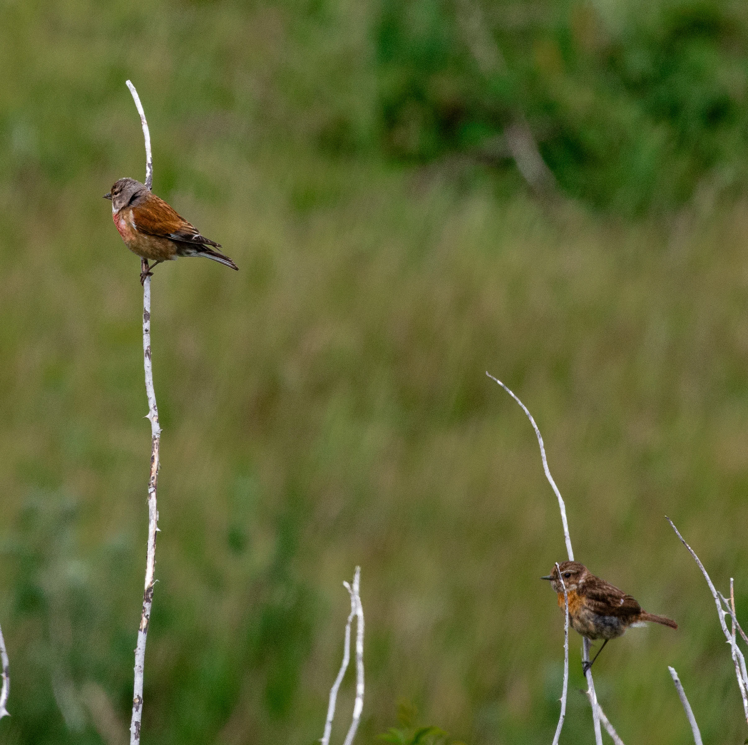Linnets, Isle of Wight, UK — photo by Orlando Prugel-Bennett