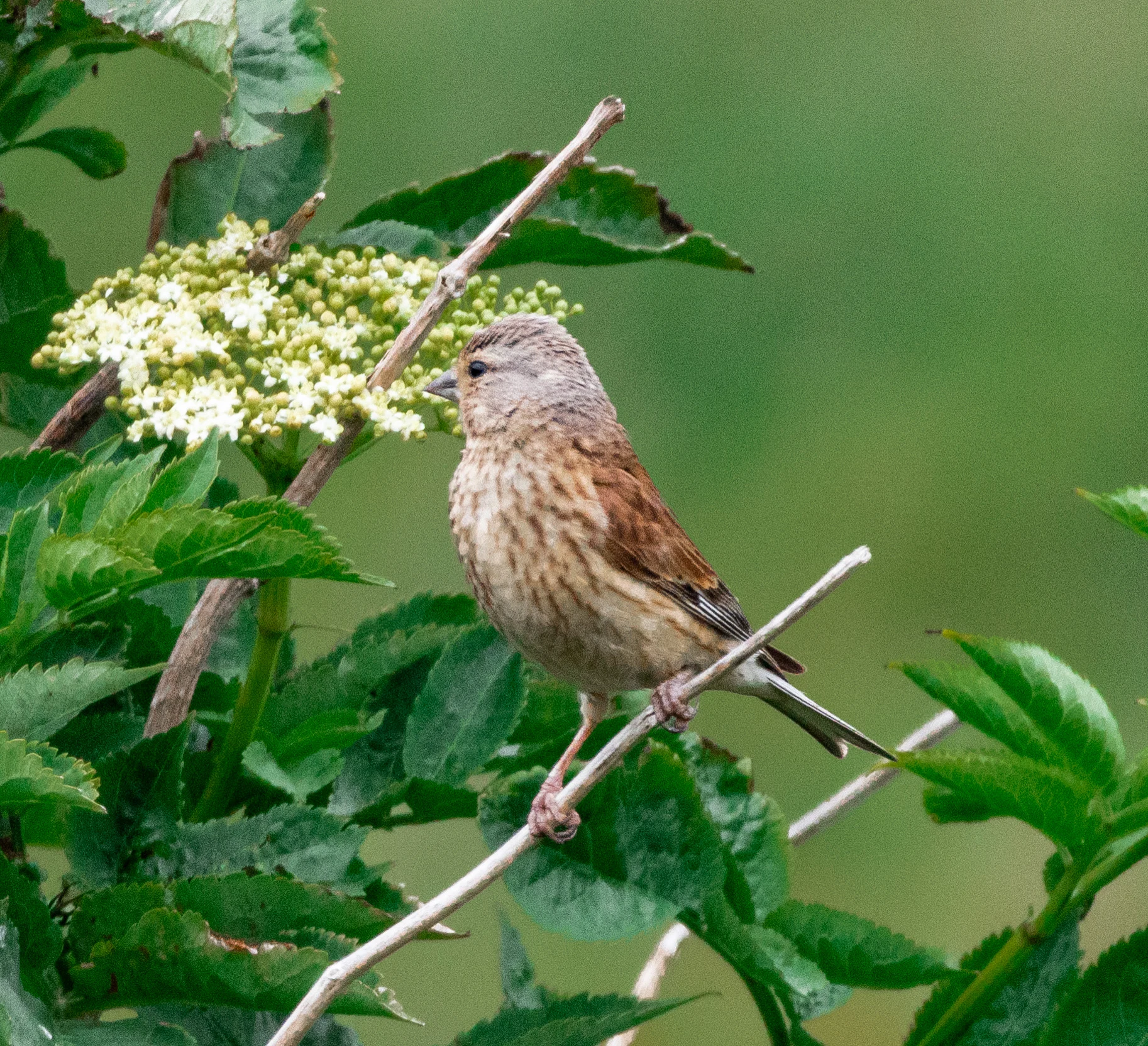 Linnet, Isle of Wight, UK — photo by Orlando Prugel-Bennett