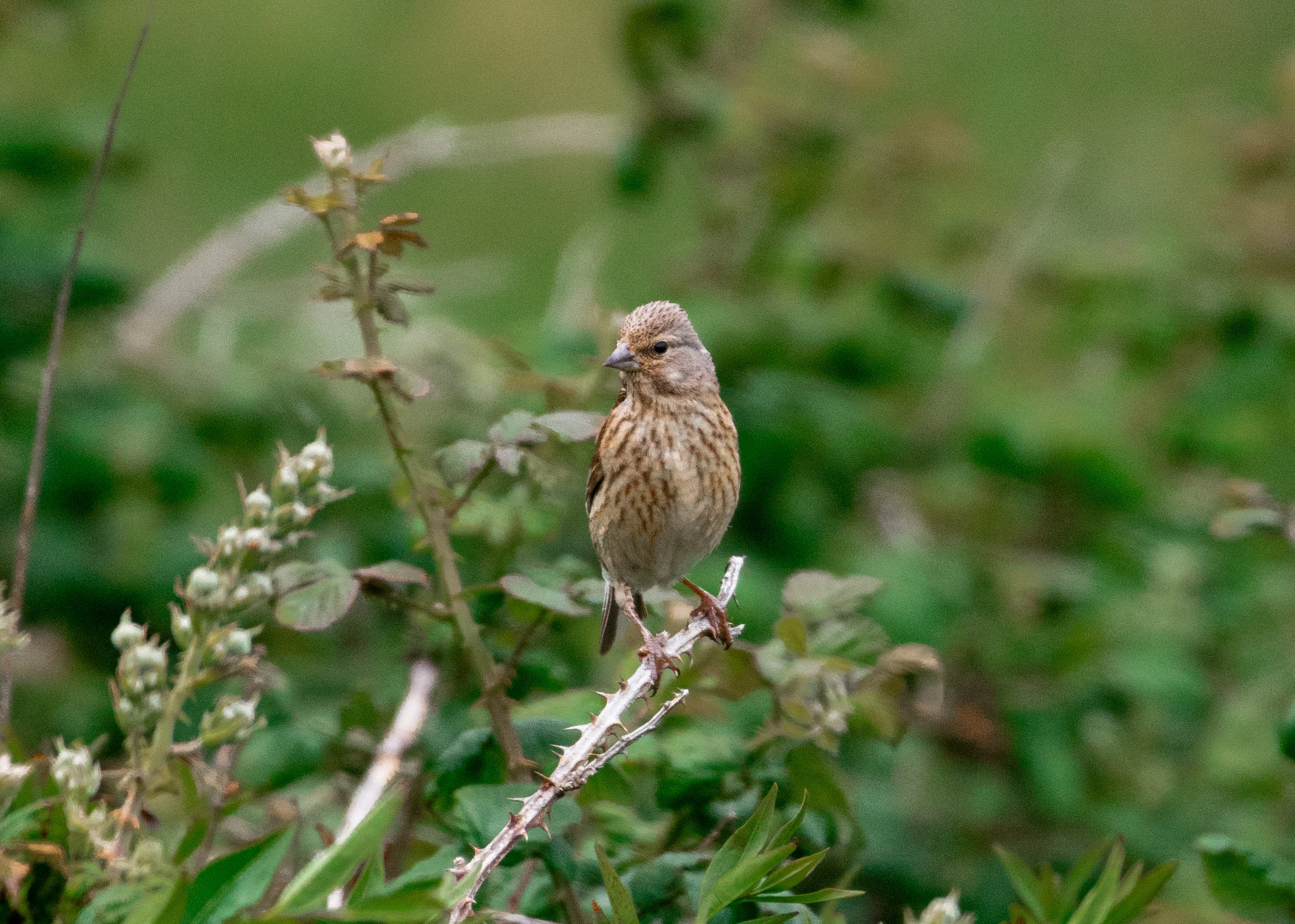 Linnet, Isle of Wight, UK — photo by Orlando Prugel-Bennett
