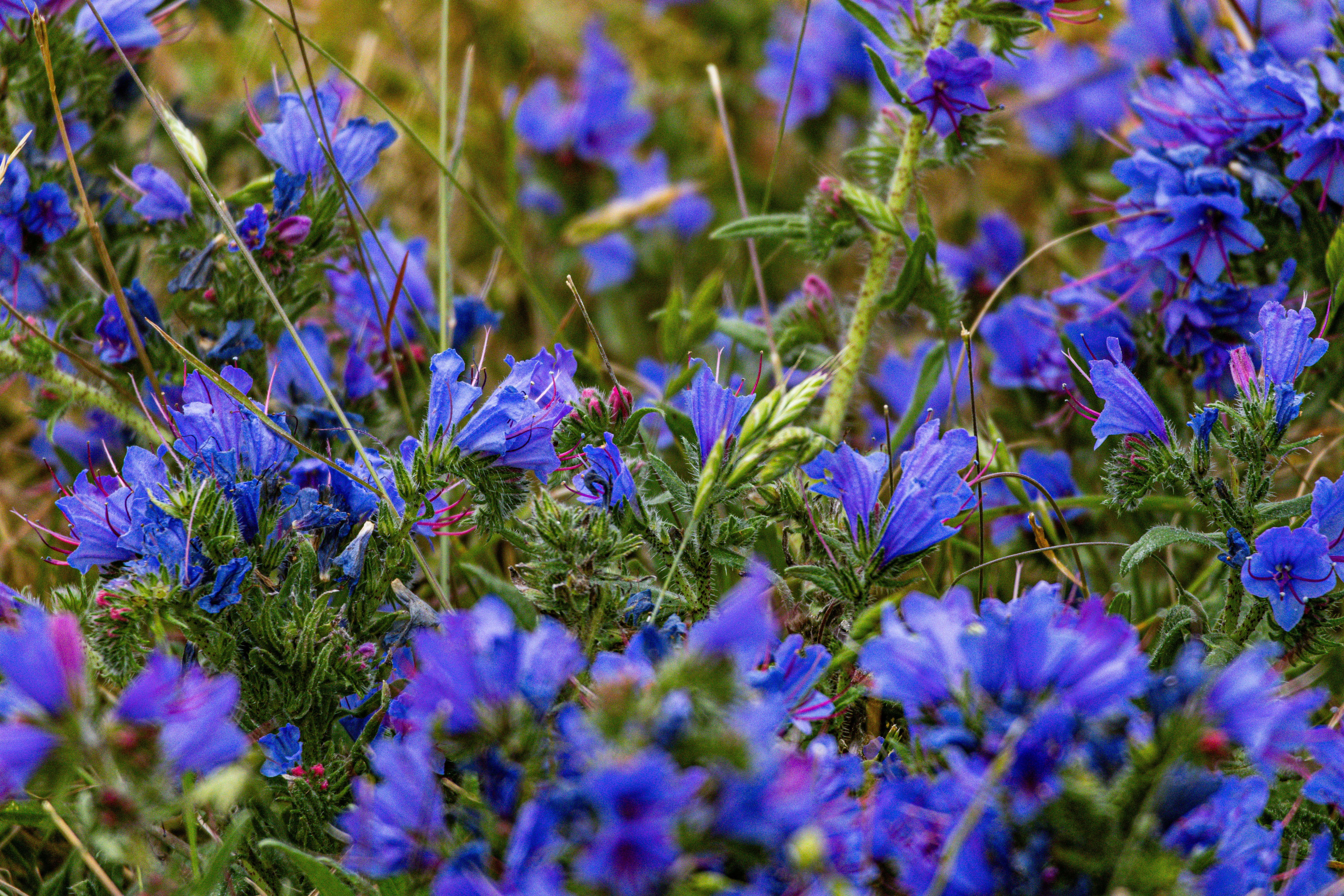 Viper's-bugloss Flower, Isle of Wight, UK — photo by Orlando Prugel-Bennett