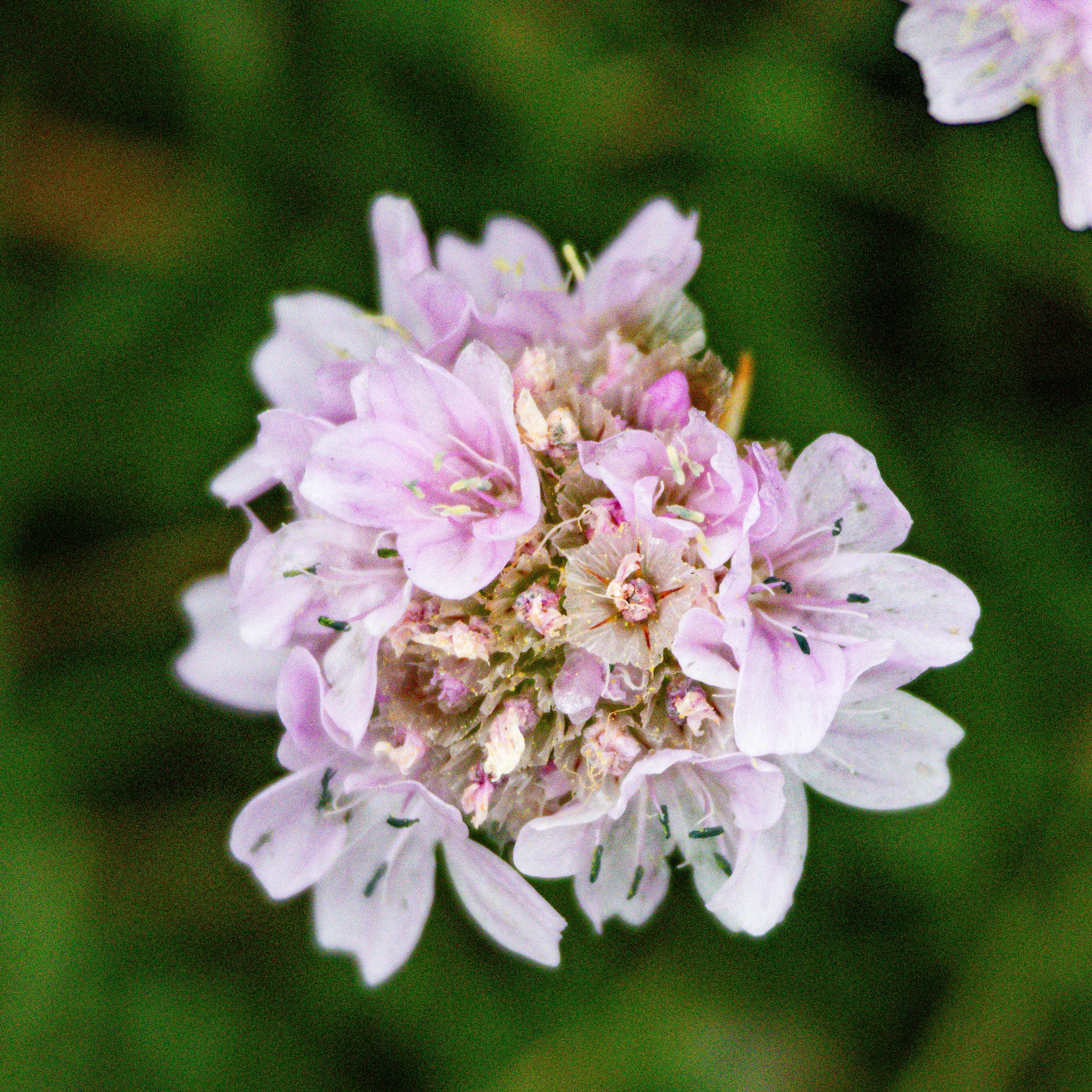Sea Thrift Flower, Isle of Wight, UK — photo by Orlando Prugel-Bennett
