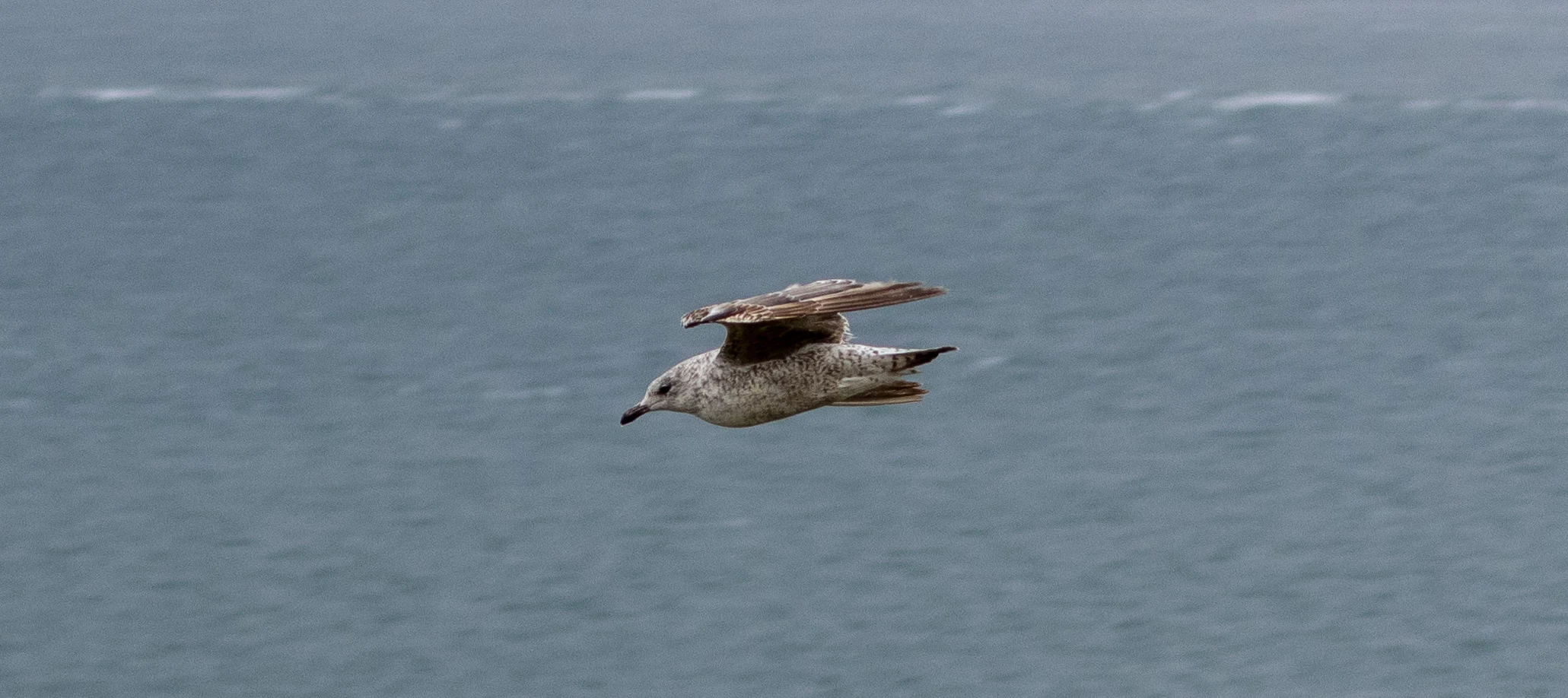 Gull, Isle of Wight, UK — photo by Orlando Prugel-Bennett