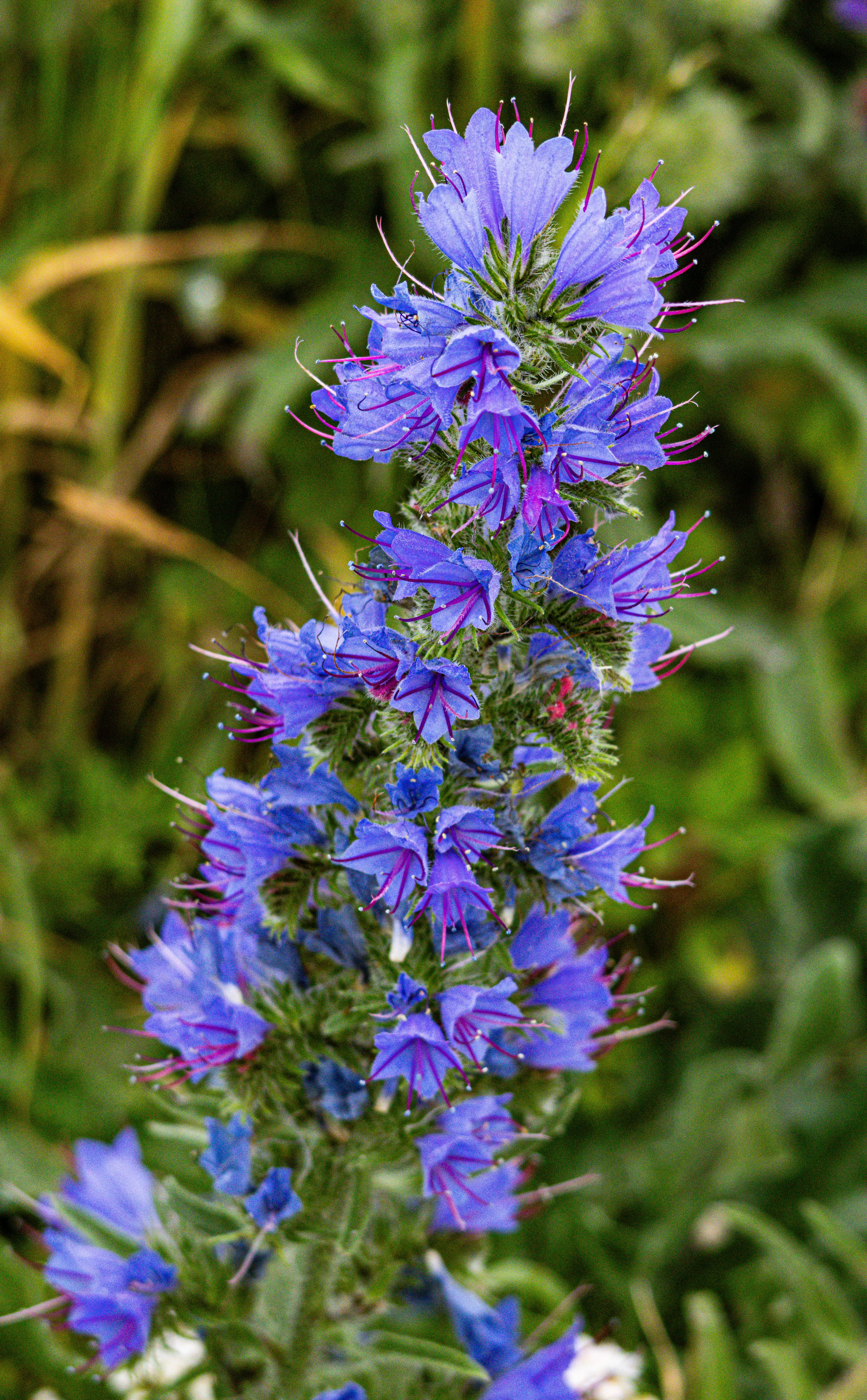Viper's-bugloss Flower, Isle of Wight, UK — photo by Orlando Prugel-Bennett