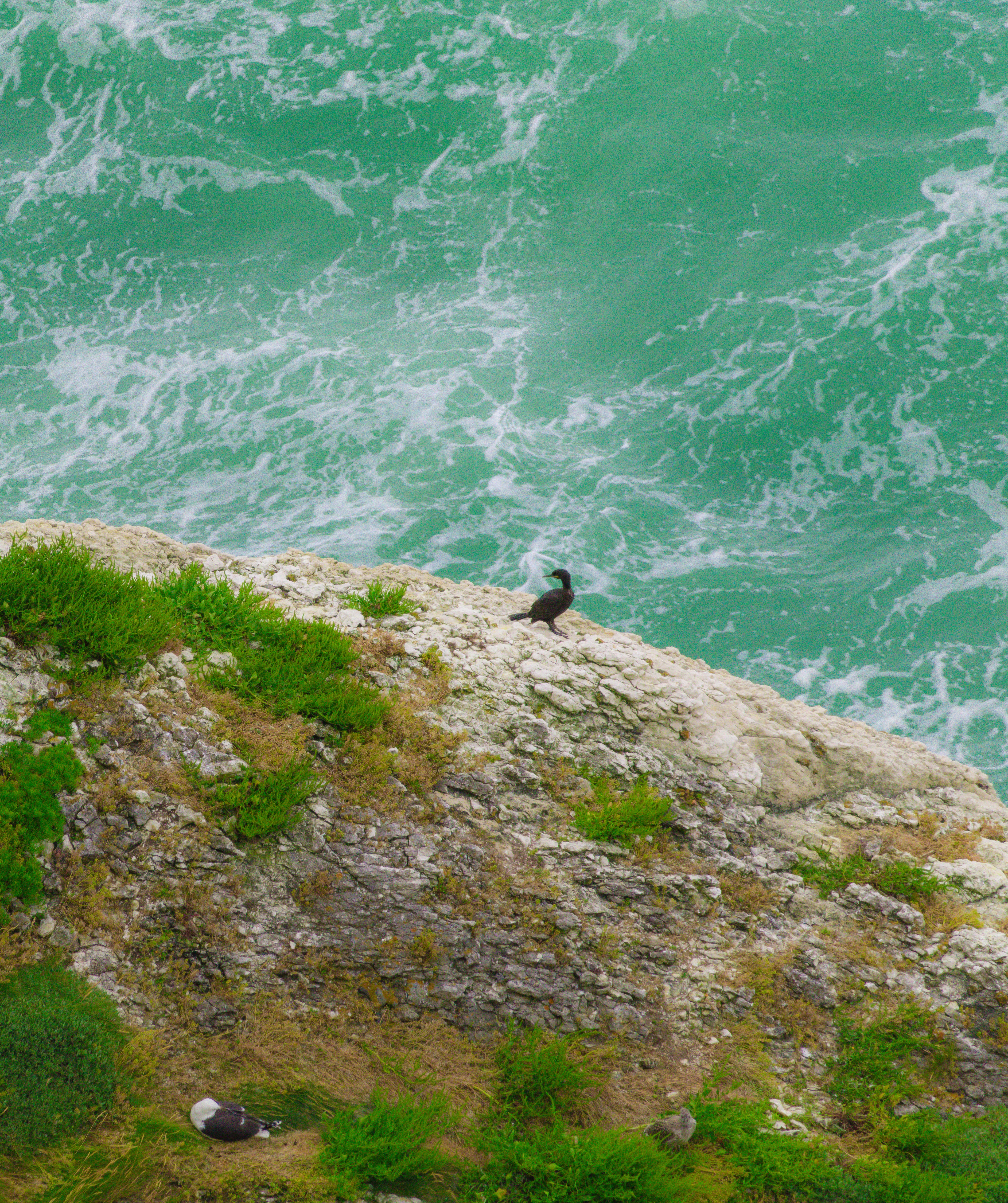 Cormorant, Gull and Something Else, Isle of Wight, UK — photo by Orlando Prugel-Bennett