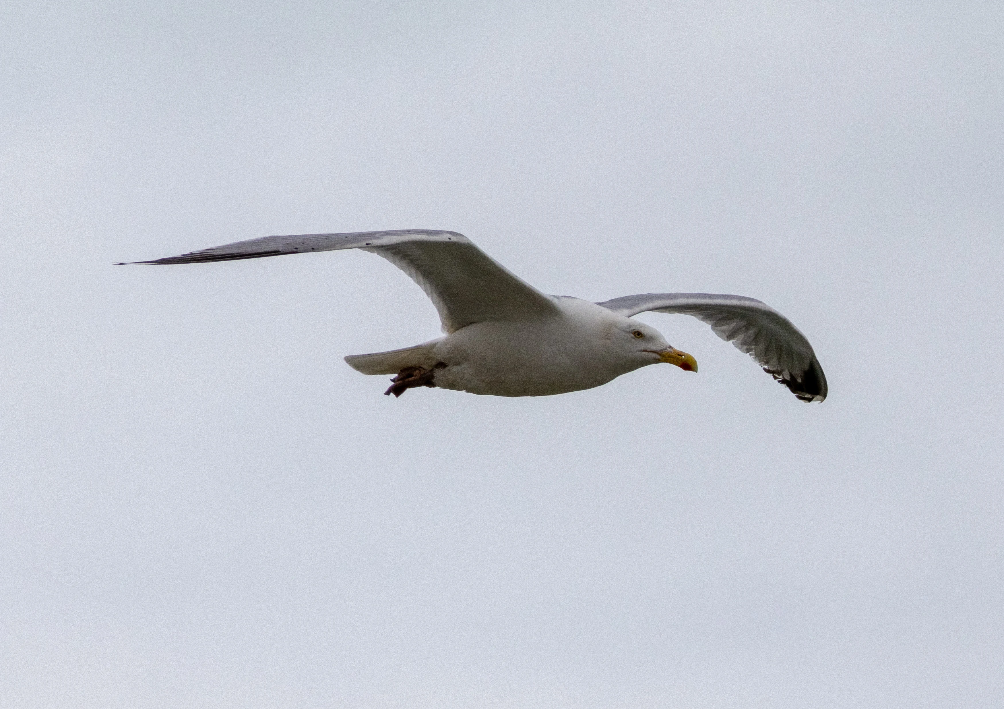Gull, Isle of Wight, UK — photo by Orlando Prugel-Bennett