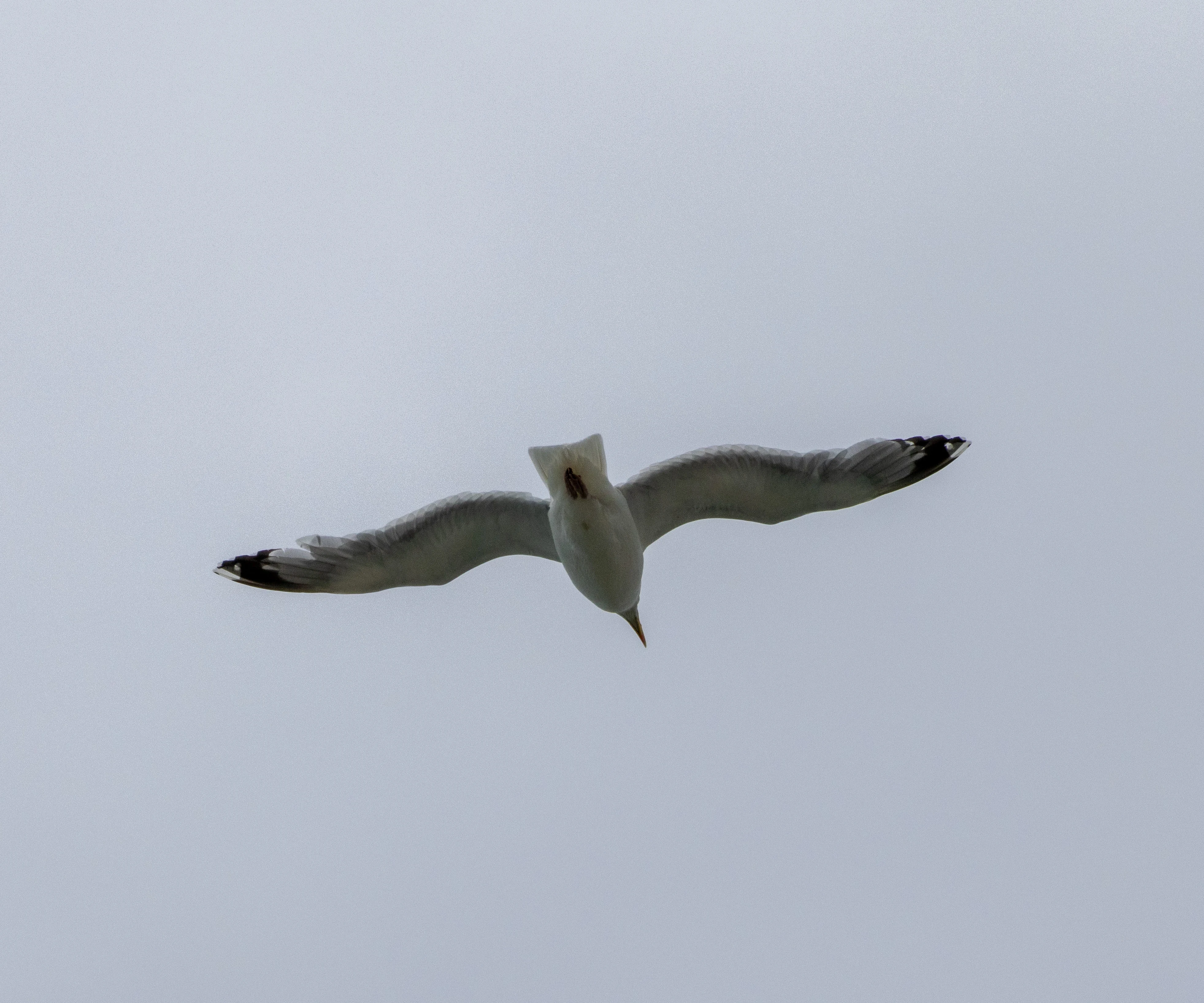 Gull, Isle of Wight, UK — photo by Orlando Prugel-Bennett