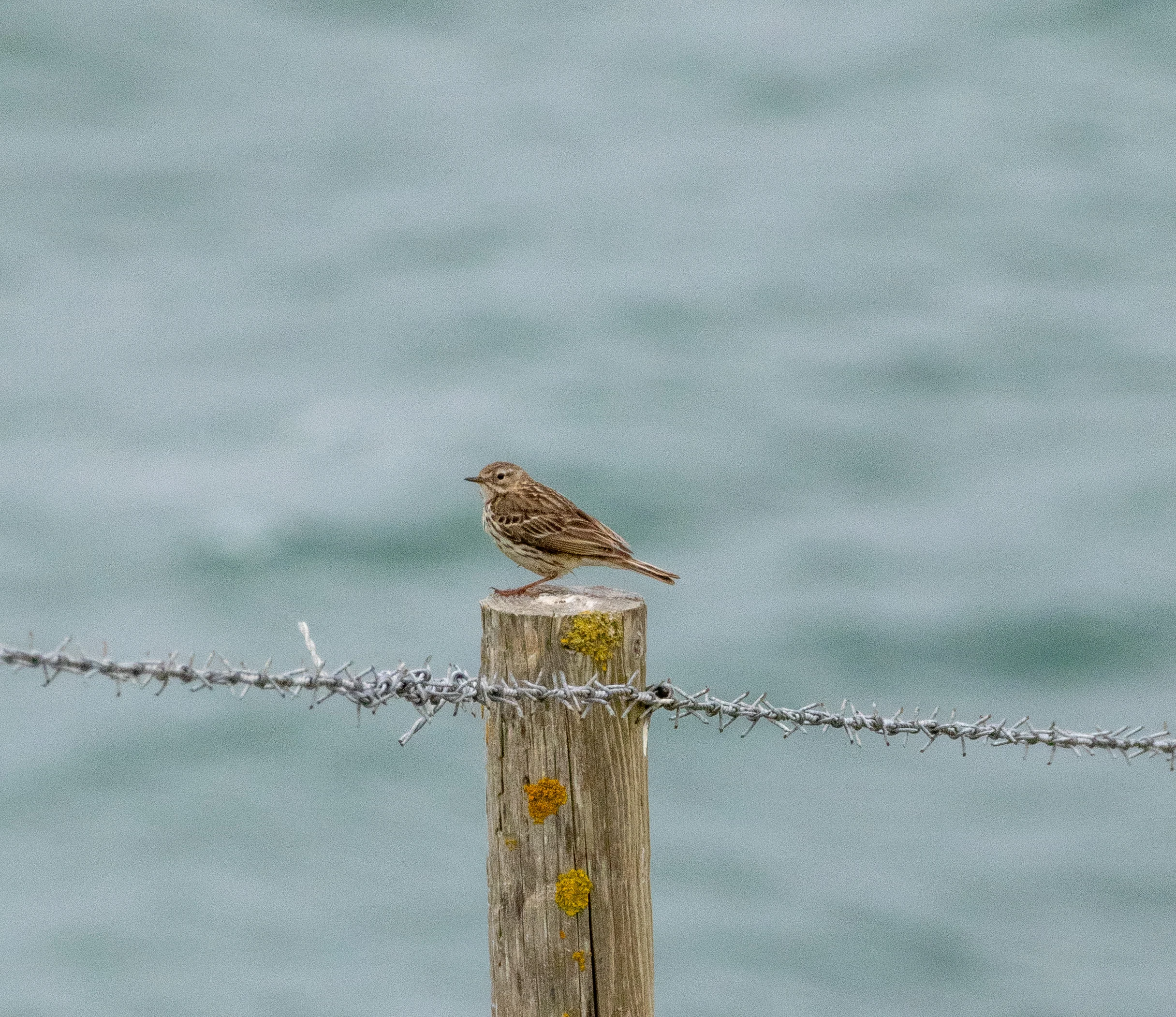 Meadow Pipit, Isle of Wight, UK — photo by Orlando Prugel-Bennett