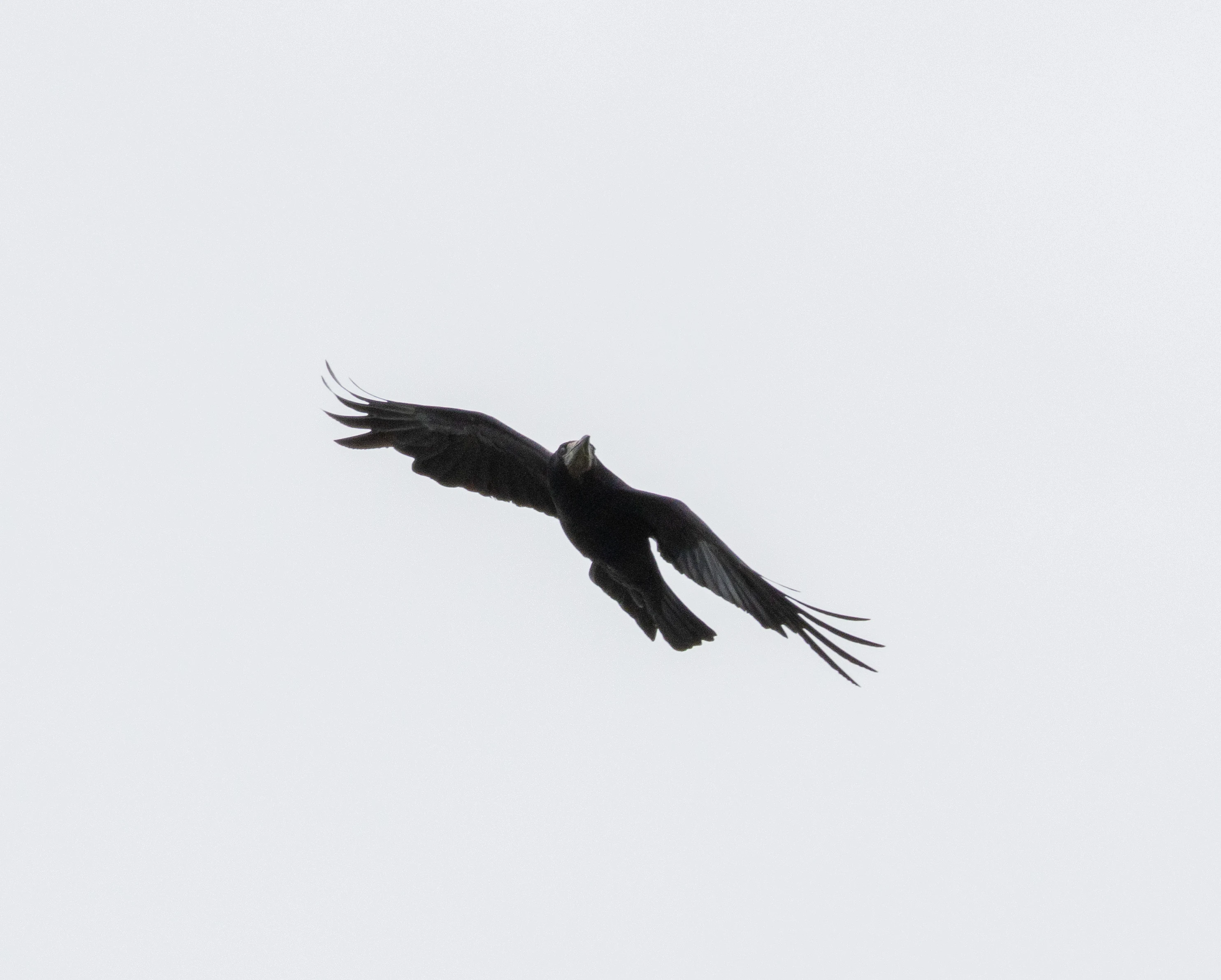 Rook, Isle of Wight, UK — photo by Orlando Prugel-Bennett