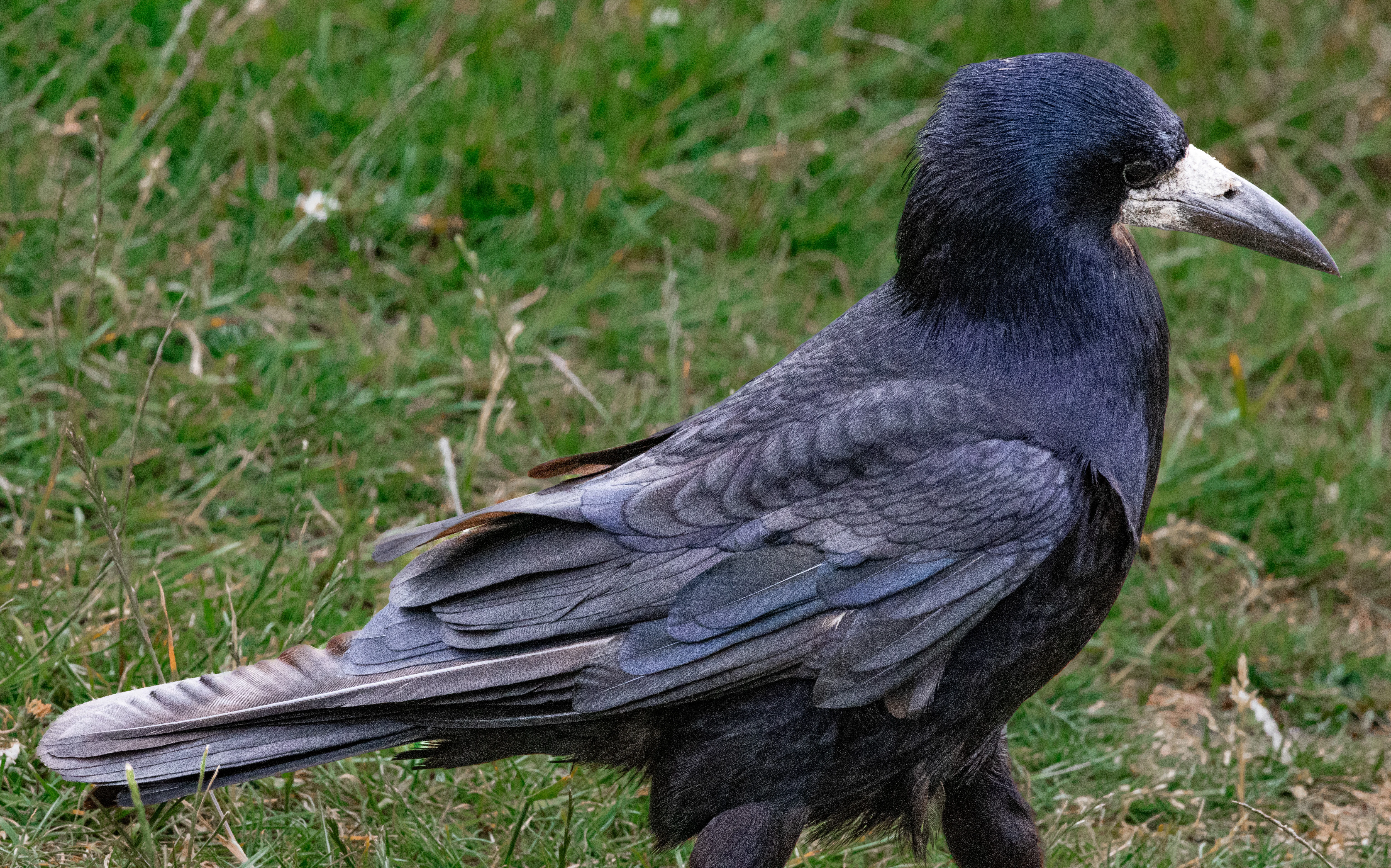 Rook, Isle of Wight, UK — photo by Orlando Prugel-Bennett