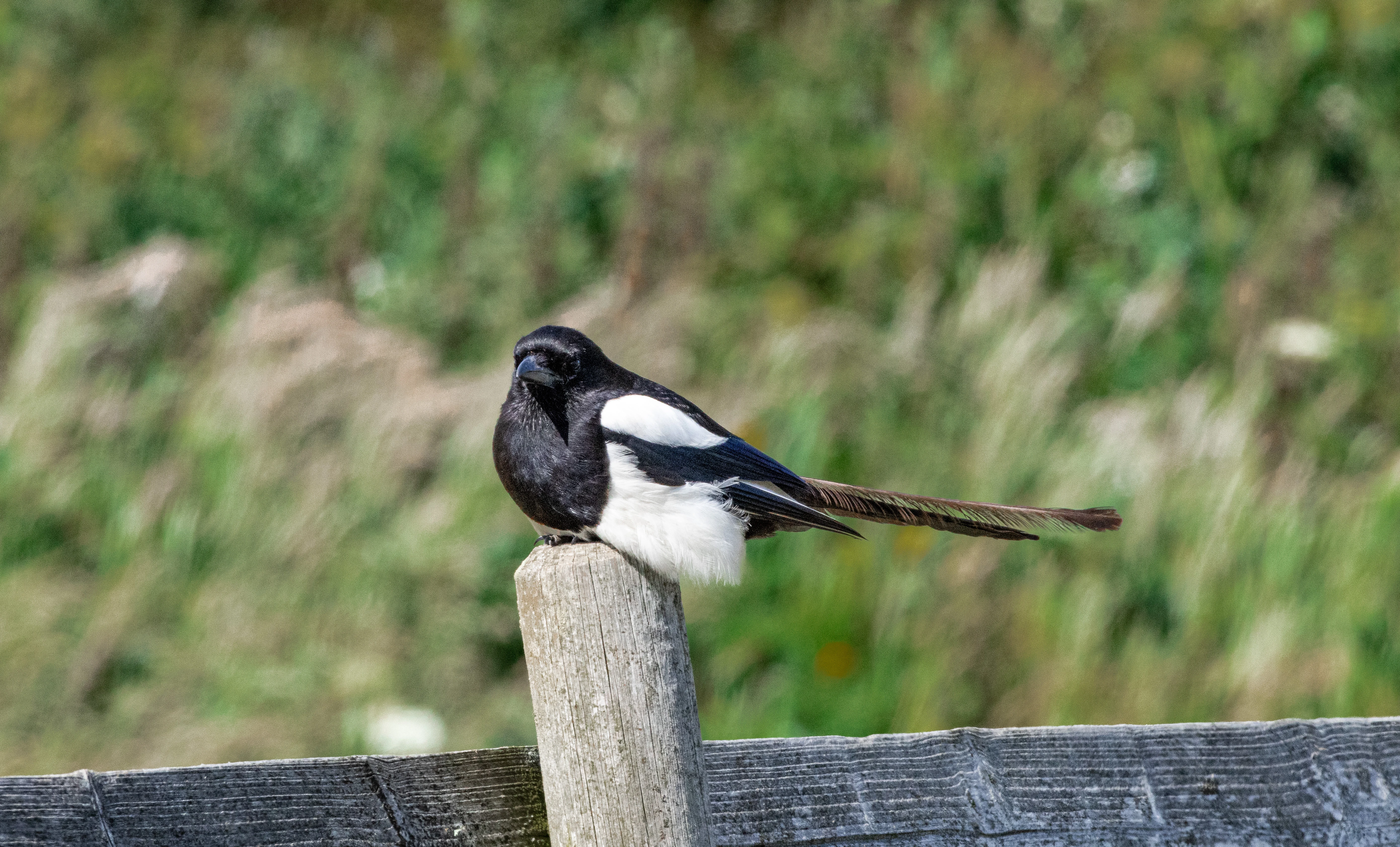 Magpie, Isle of Wight, UK — photo by Orlando Prugel-Bennett