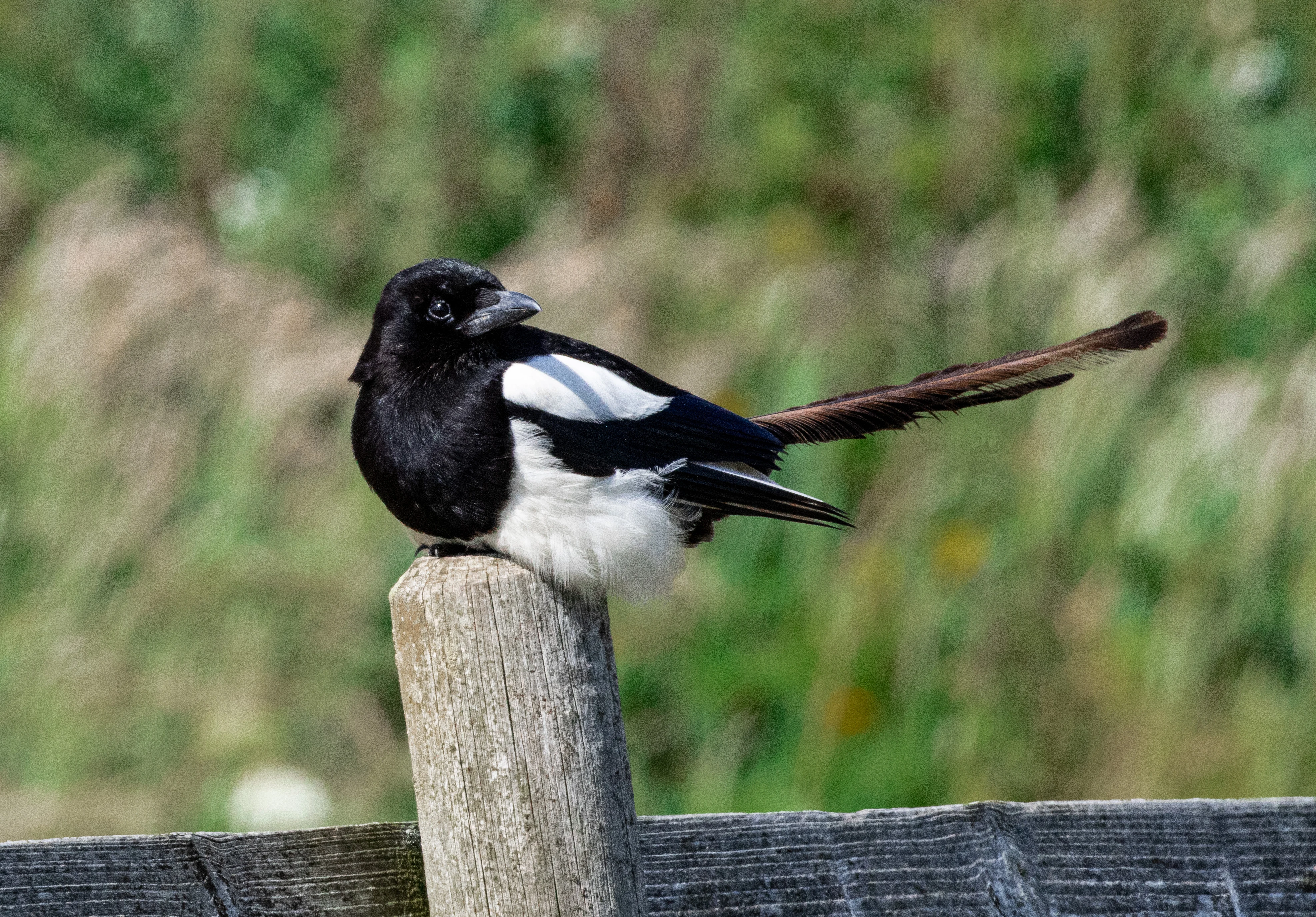 Magpie, Isle of Wight, UK — photo by Orlando Prugel-Bennett
